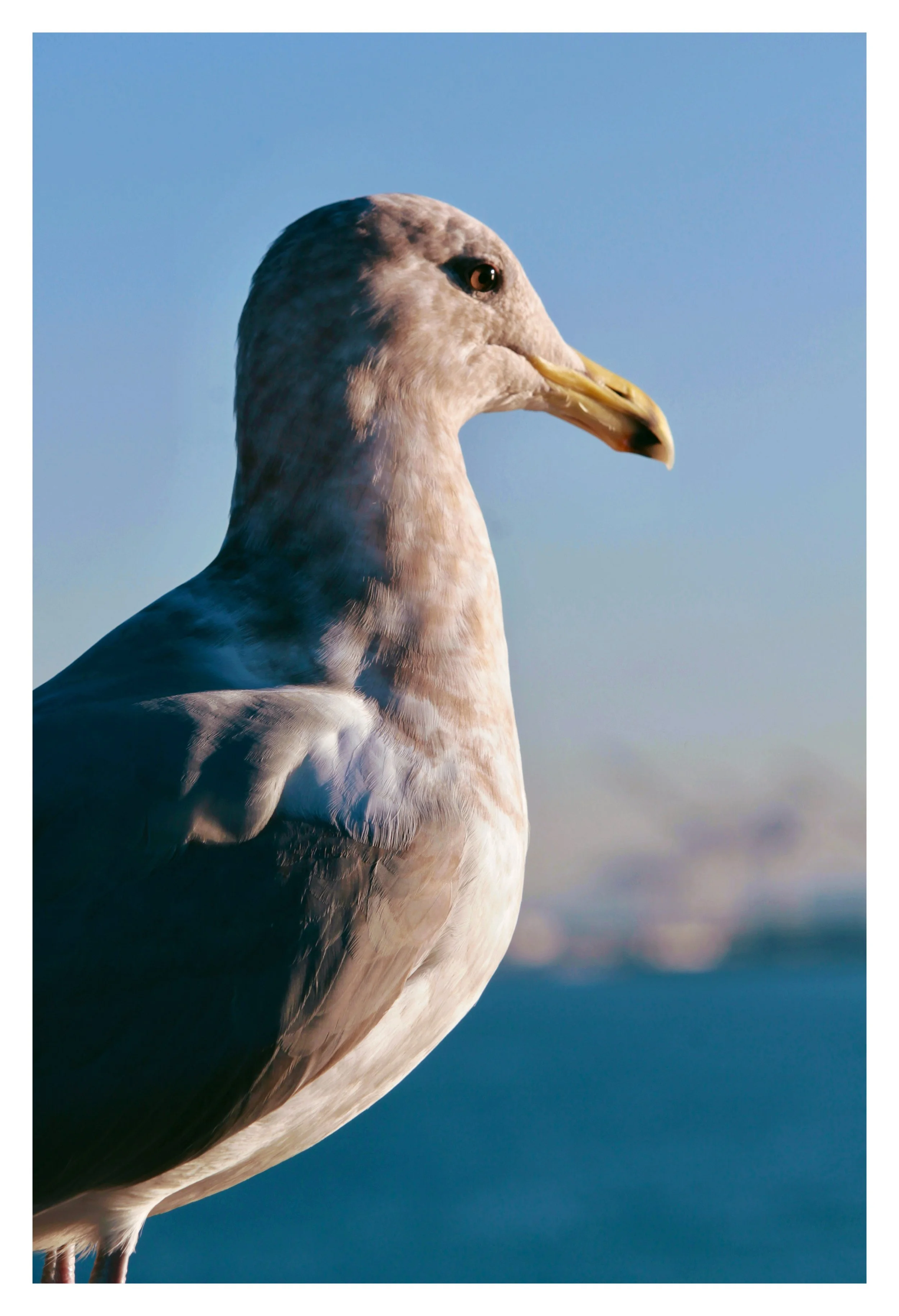seagull.jpeg