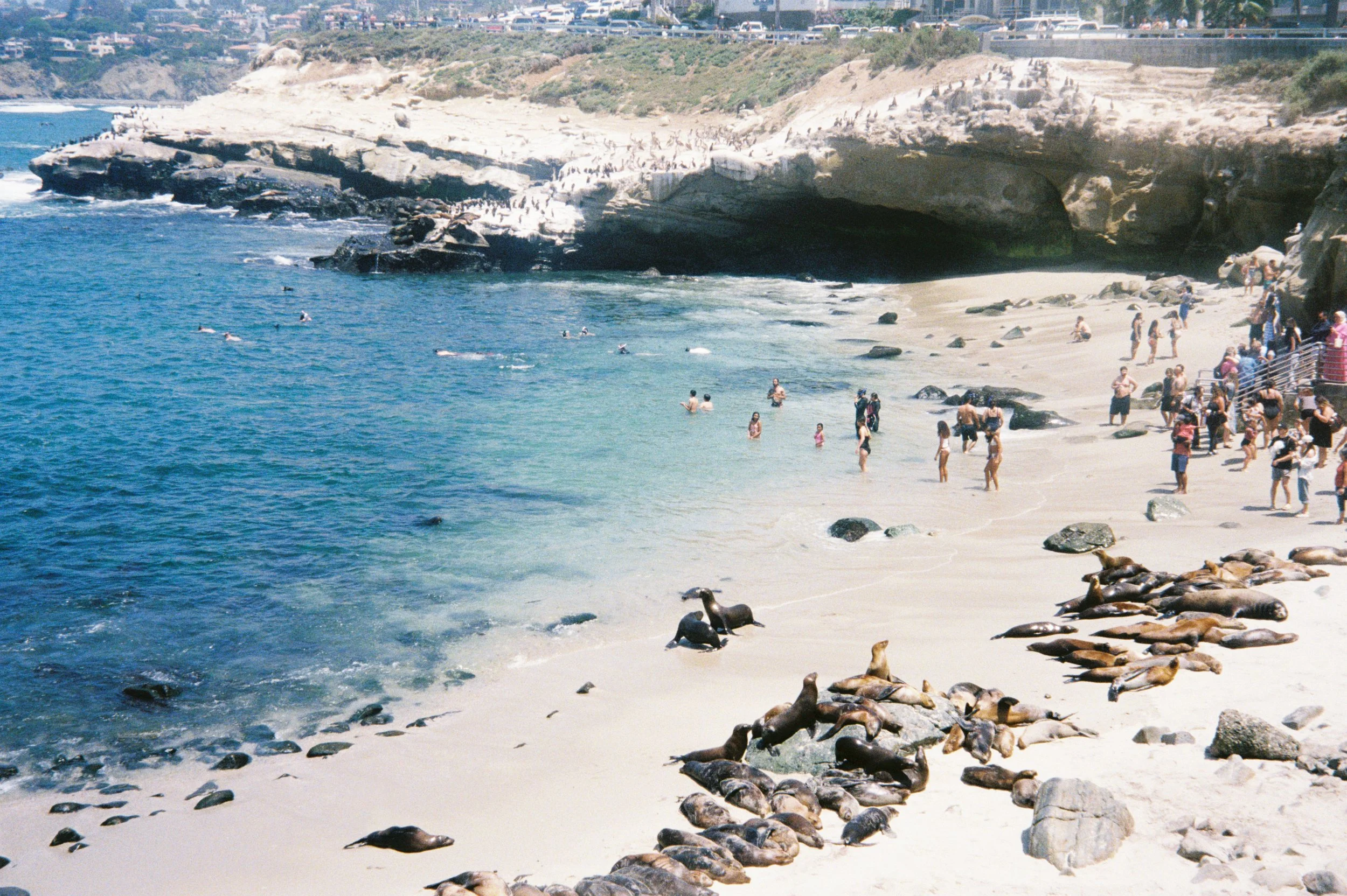 Crowded beach with seals resting on rocks, people swimming and walking along the shoreline, large rock formations with caves, and a cliff in the background.