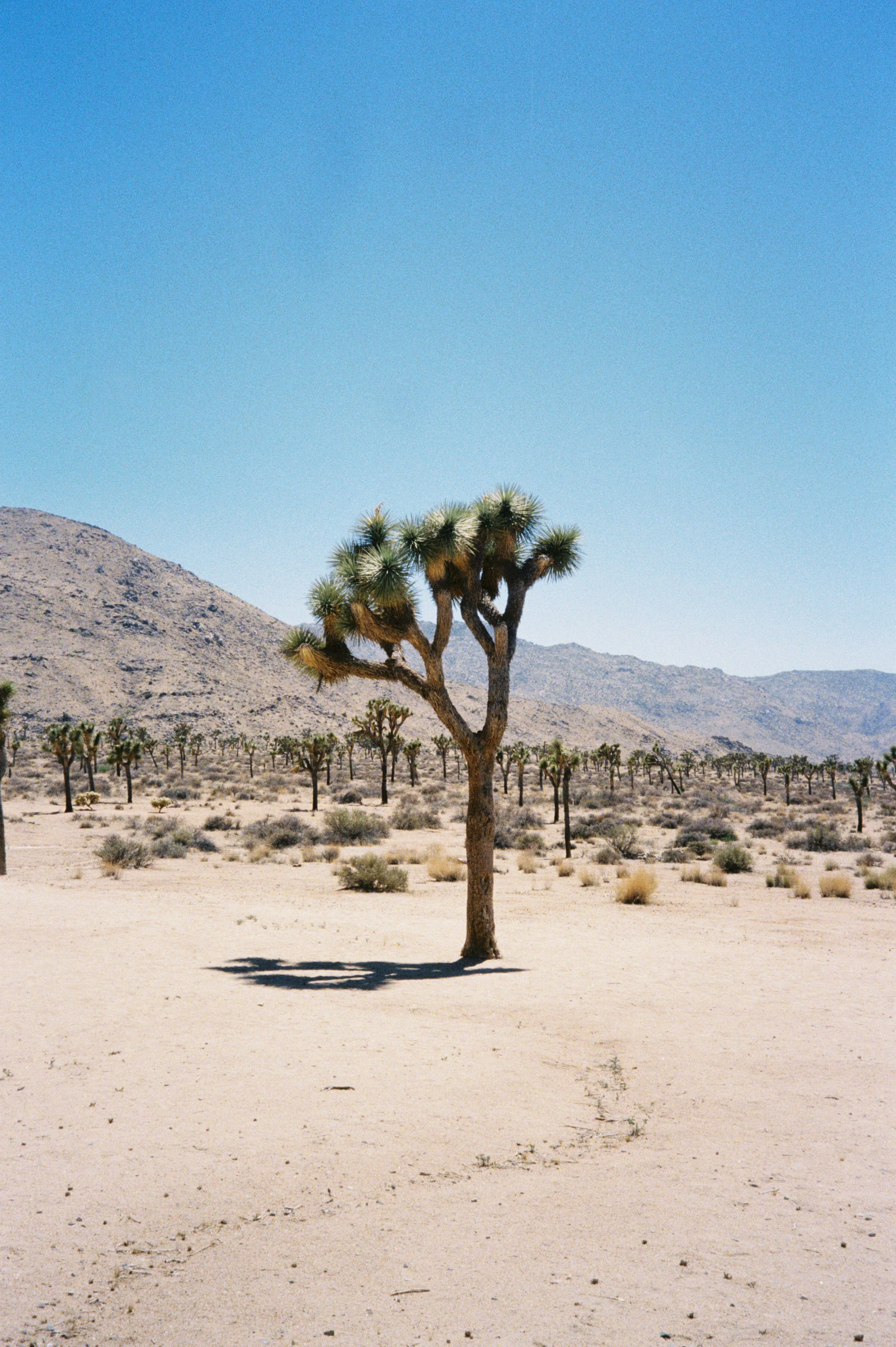 A desert landscape with a single Joshua tree in the foreground, surrounded by numerous other Joshua trees, with mountains in the background and a clear blue sky above.