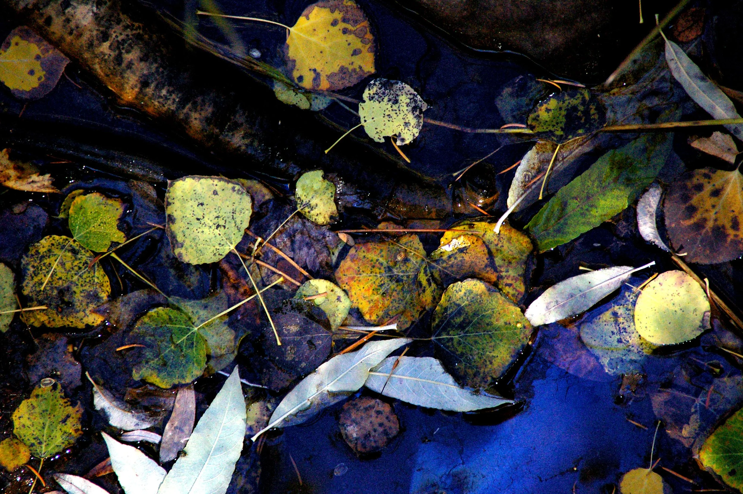 IMGP3125 non photoshop.jpg