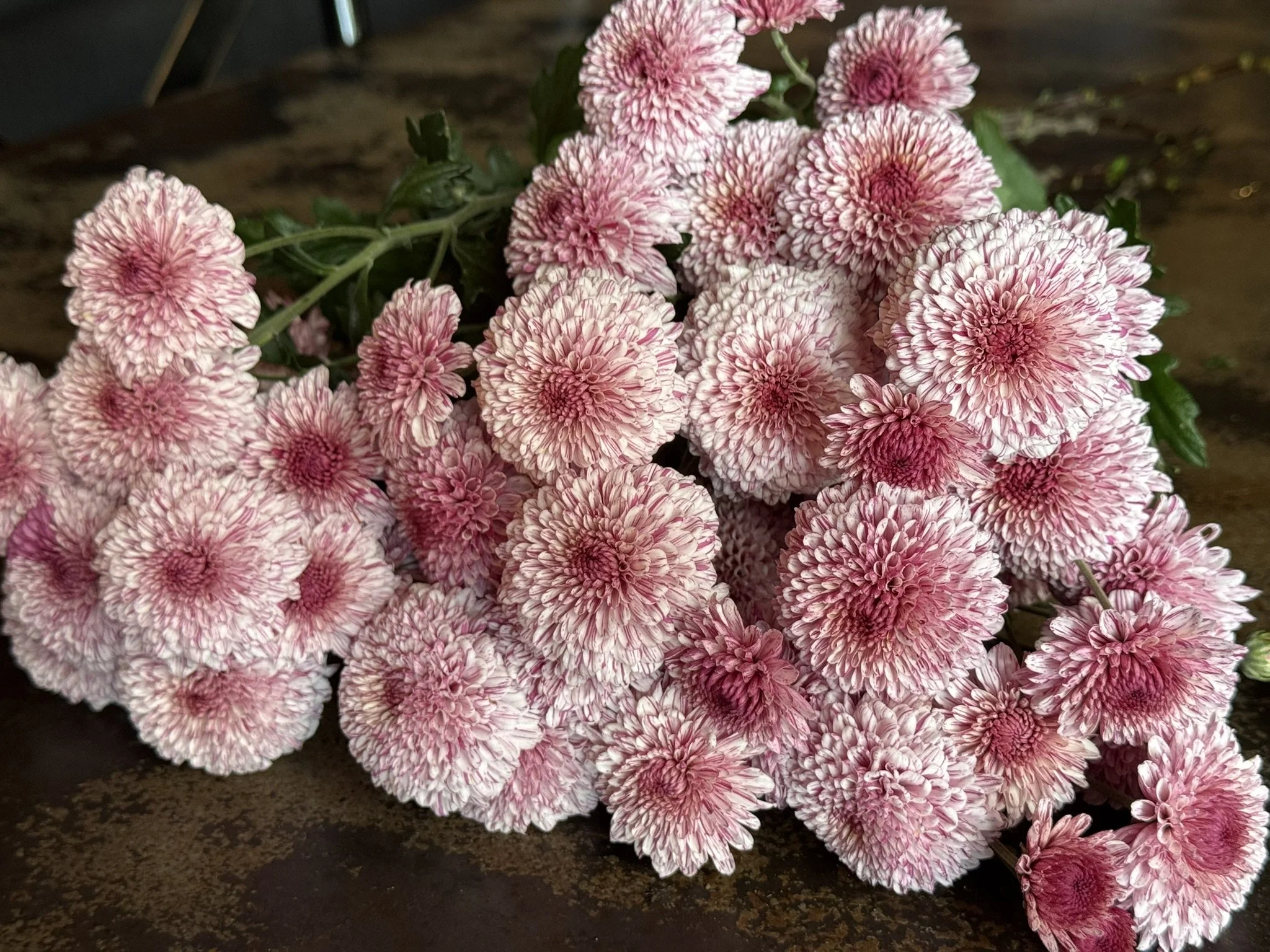 Falls Lollipop Chrysanthemum — From Little Acorns Flower Farm