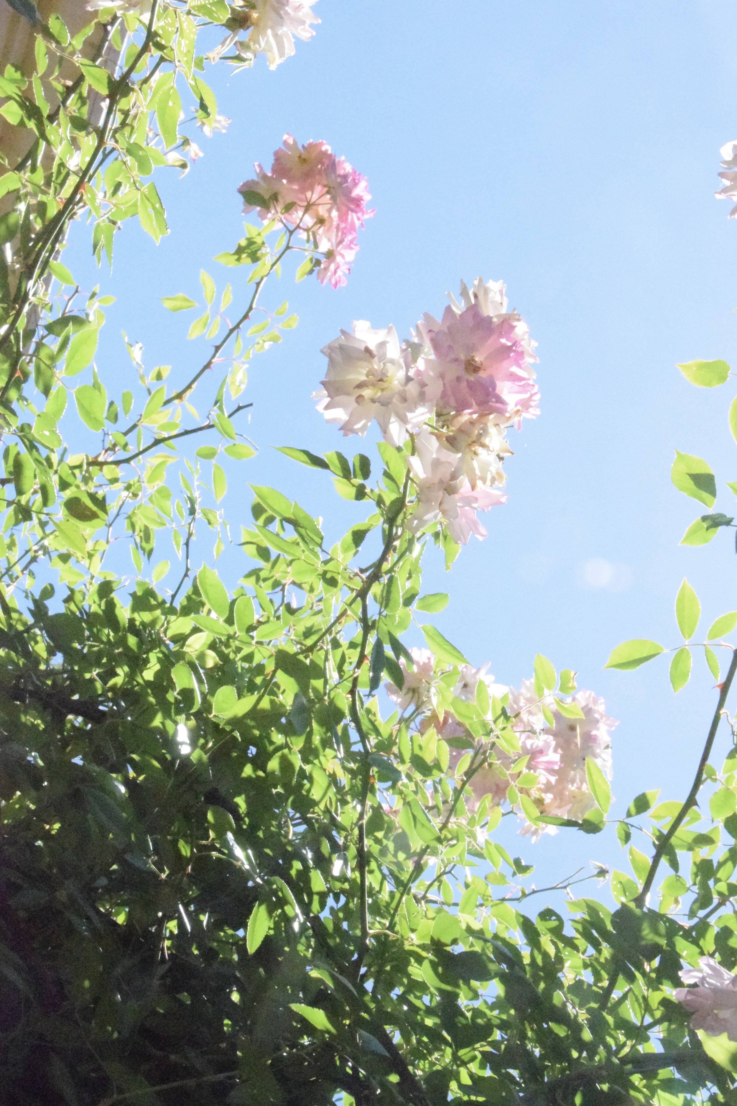 Genesis 16 + Psalm 12