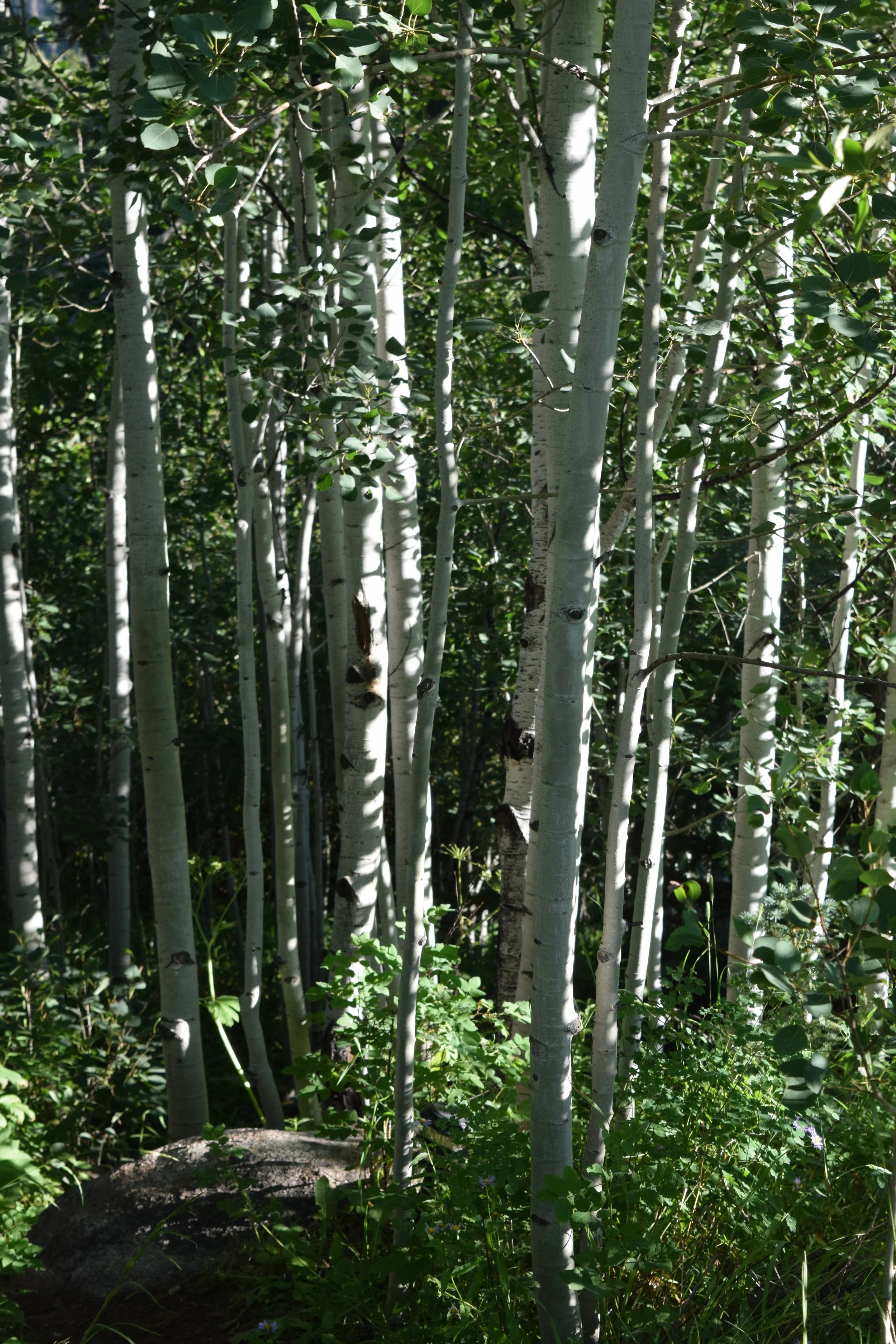 Genesis 19 + Psalm 15