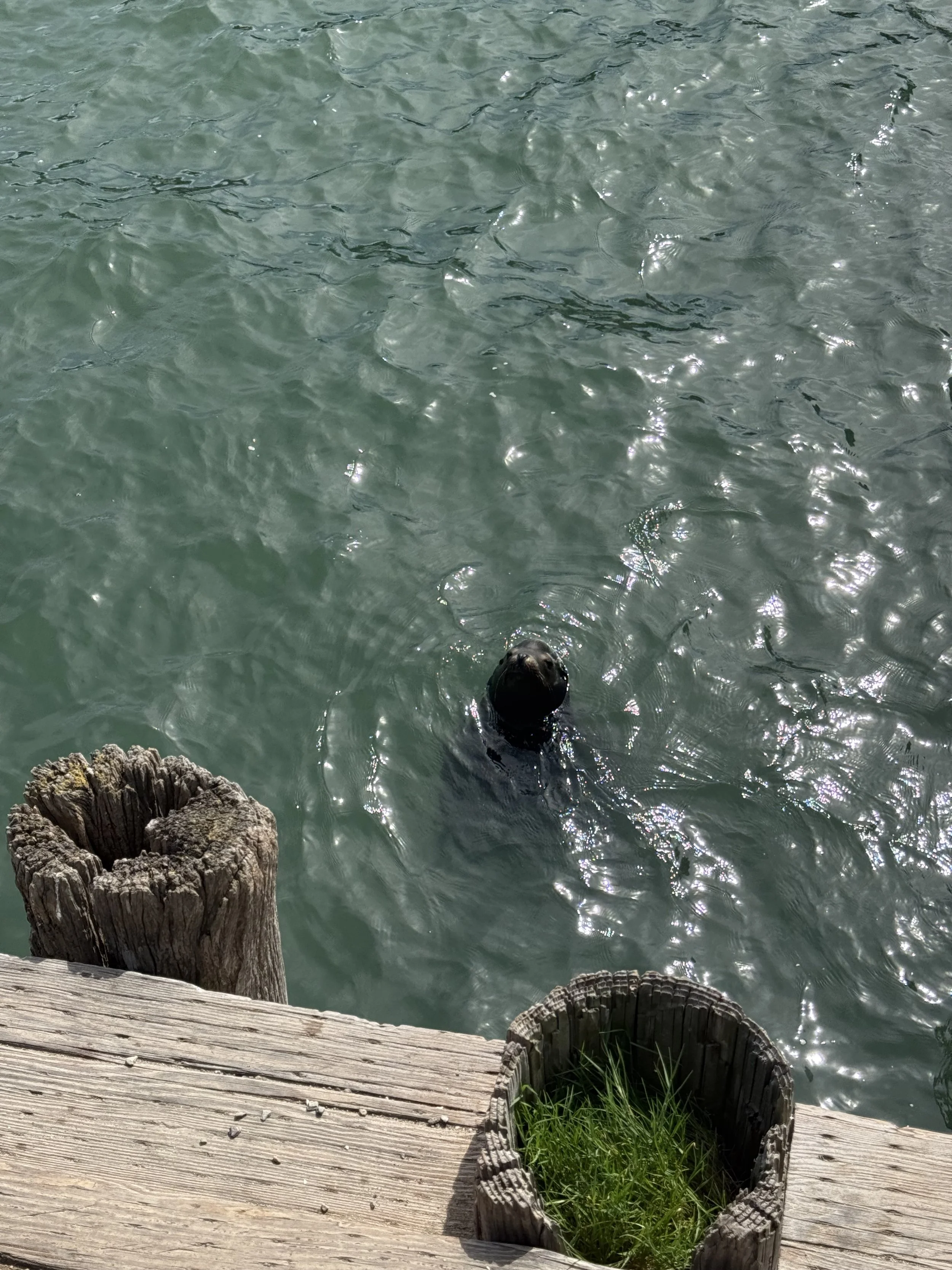 Genesis 41 + Psalm 33