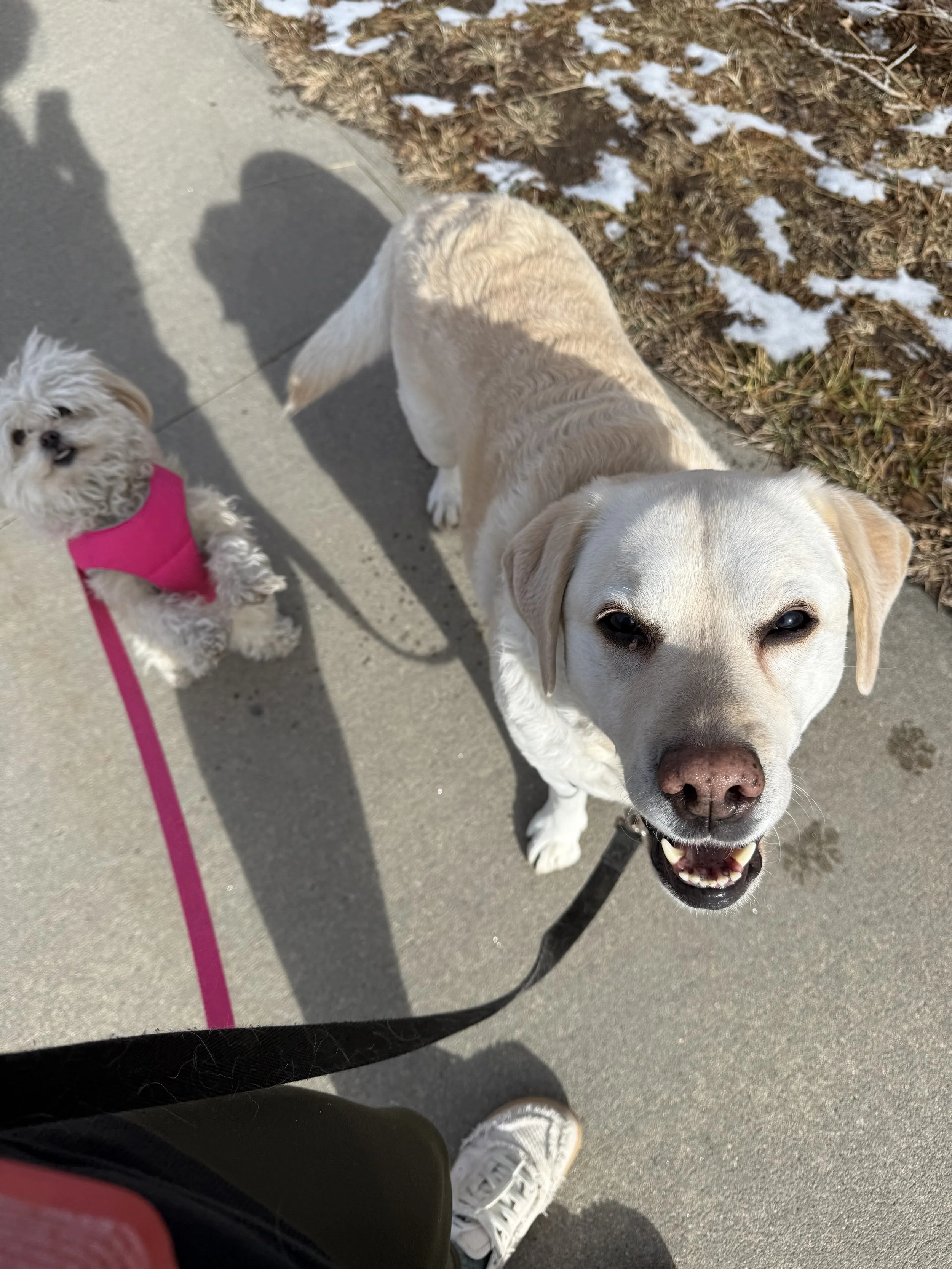 Genesis 47 + Psalm 39