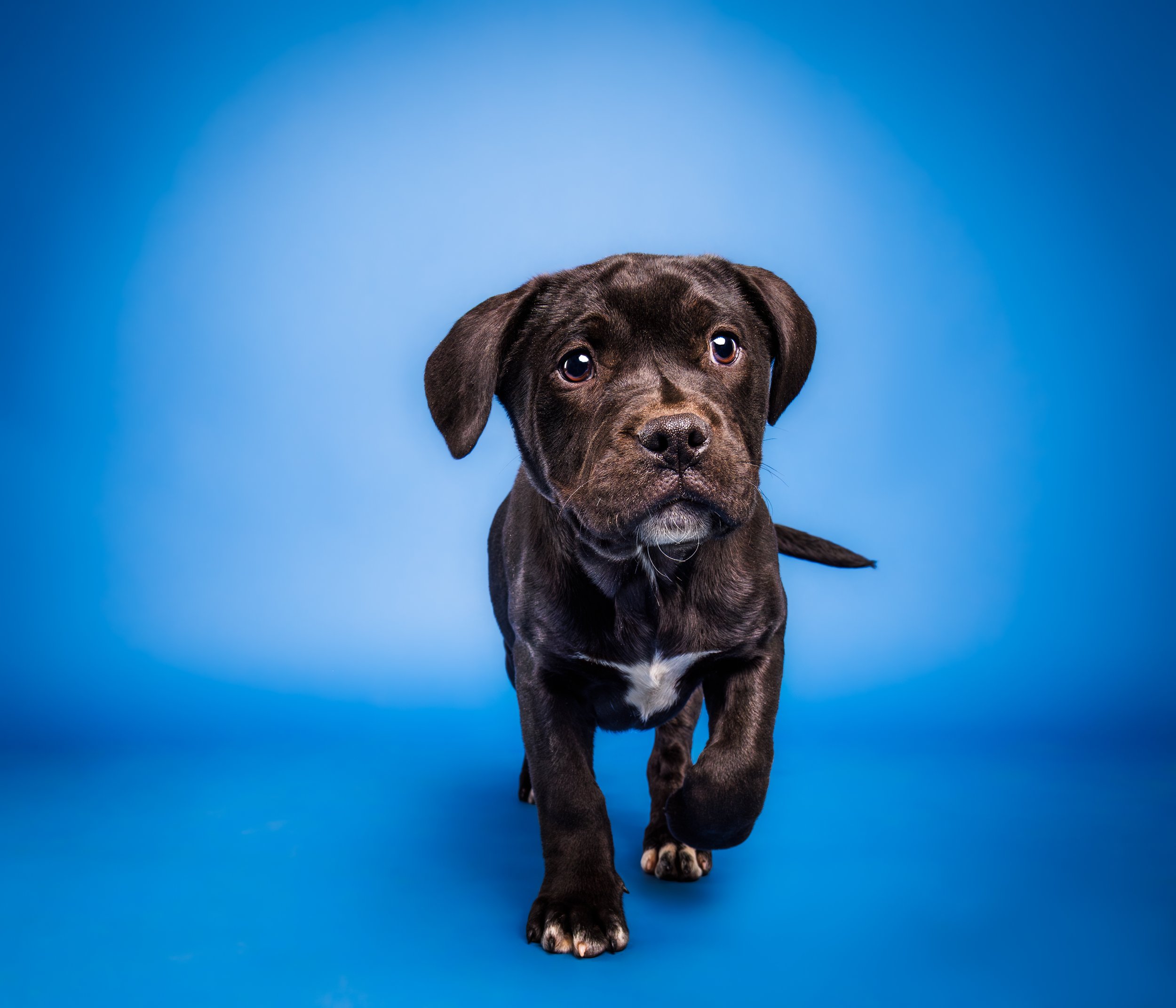 Animal Shelter Puppy Floofy Studios Style Pet Dog Photography in St. Louis with Blue Backdrop. Adoption Picture.