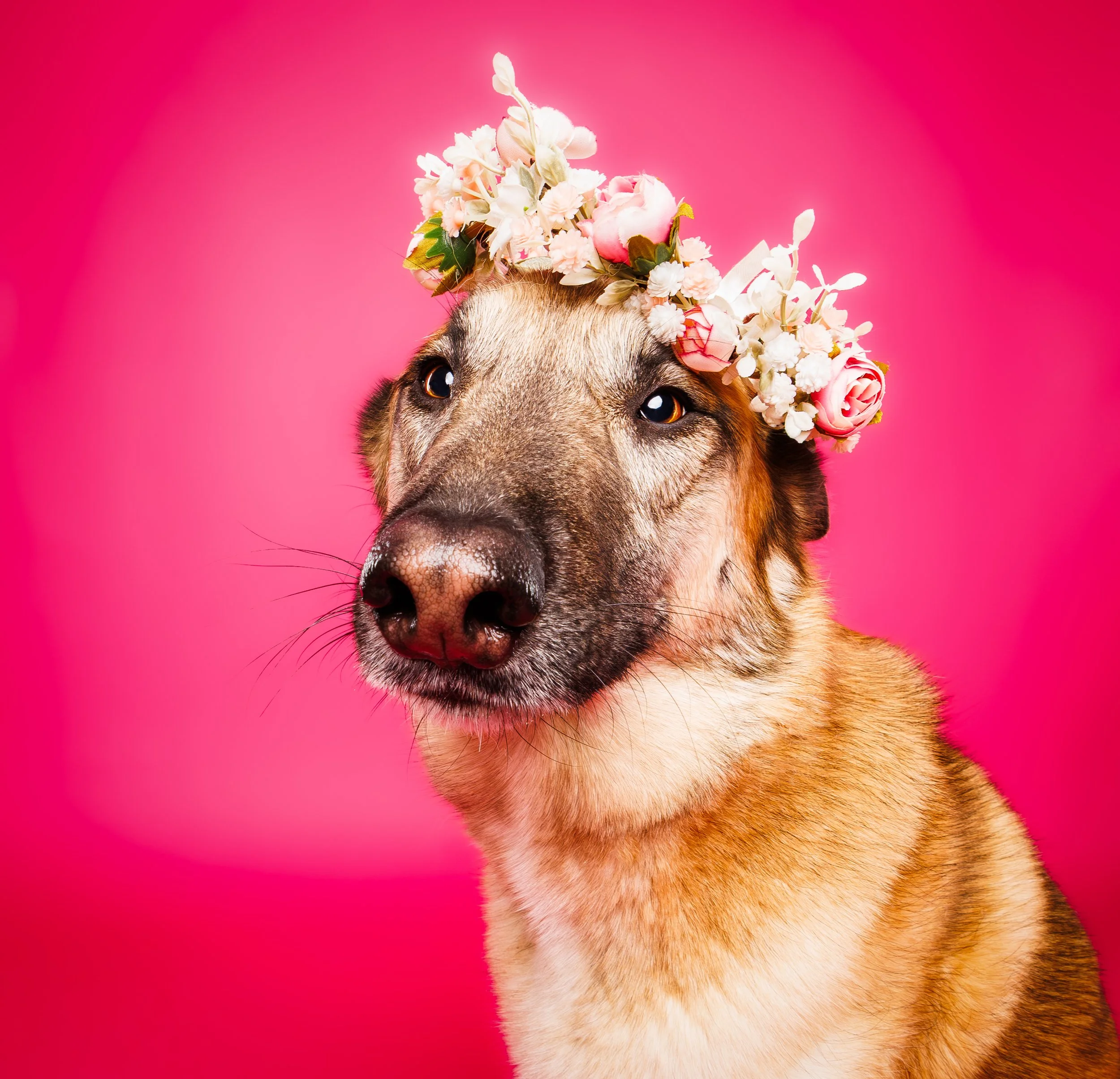 Pretty Pup in Pink with Flower Crown