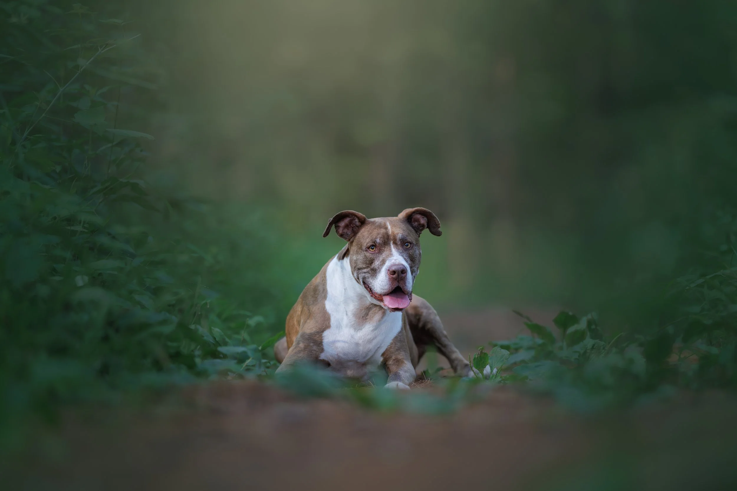 senior dog fine art portrait outdoors st louis
