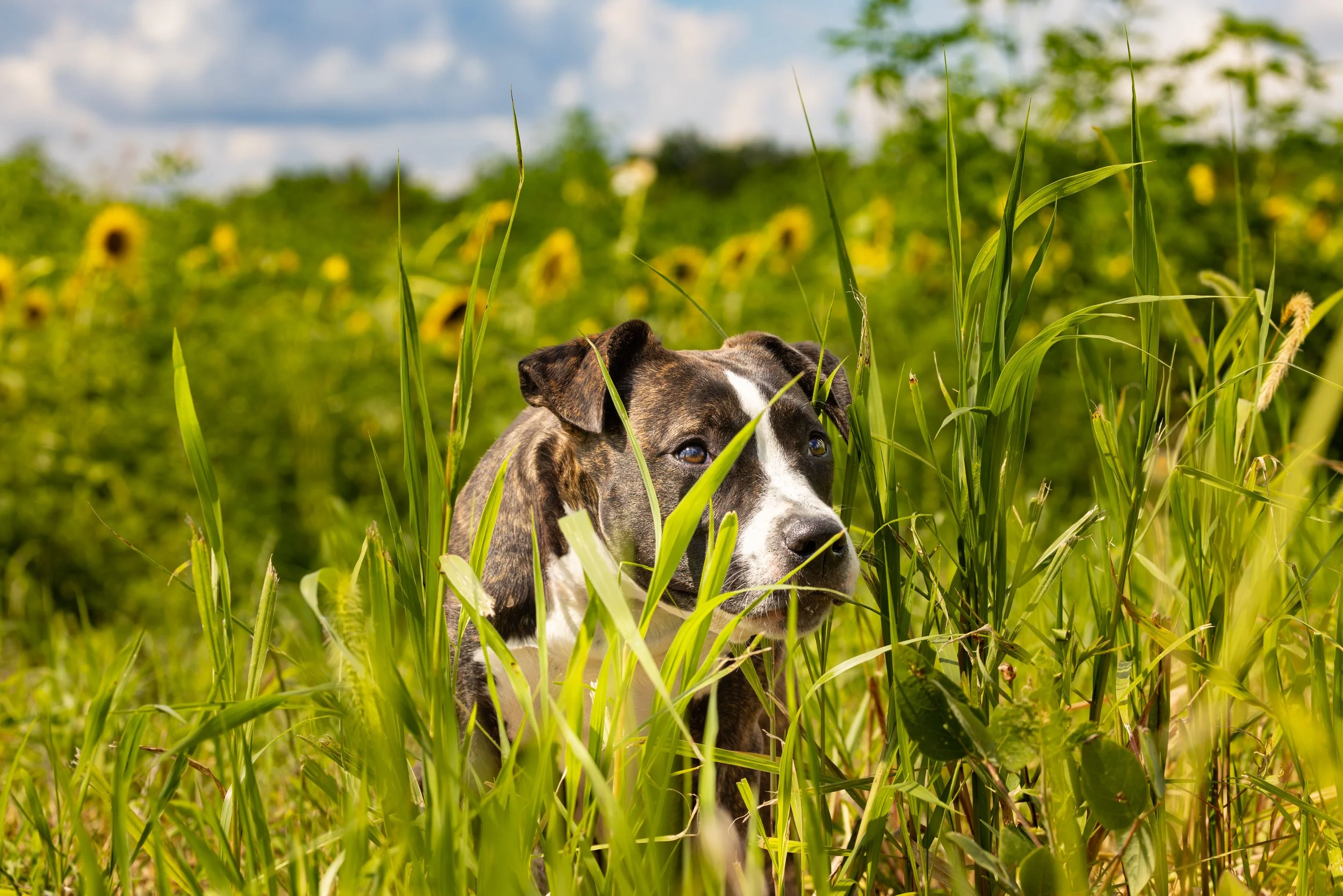 Lucy Peers Through Tall Grass with Sunflowers Behind