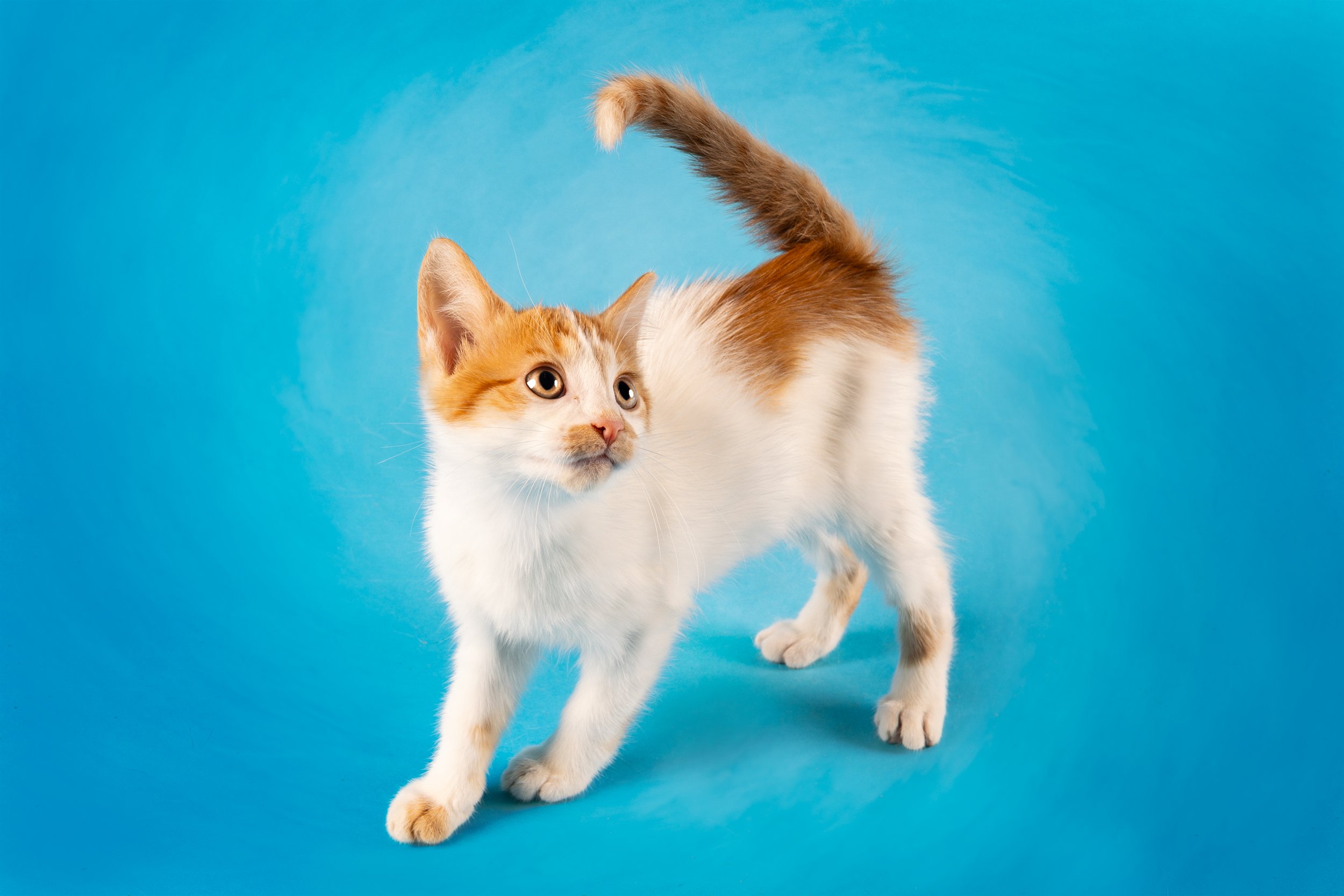 Shelter Kitty with Textured Backdrop