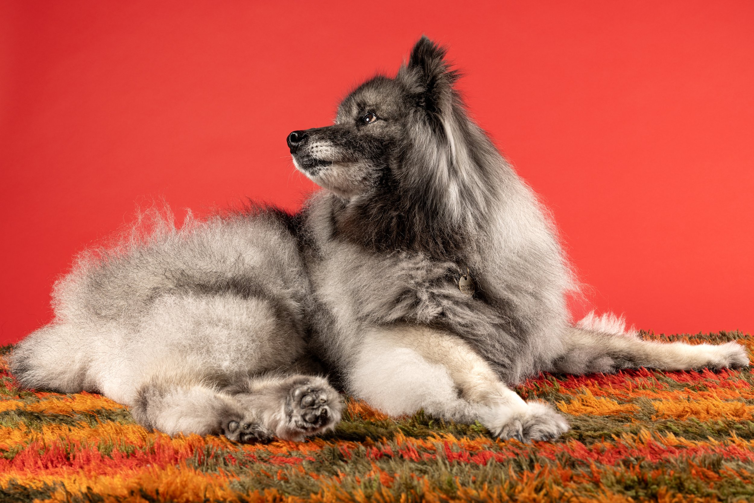 "Keeshond" Dog Breed Studio Photo with Rug Prop