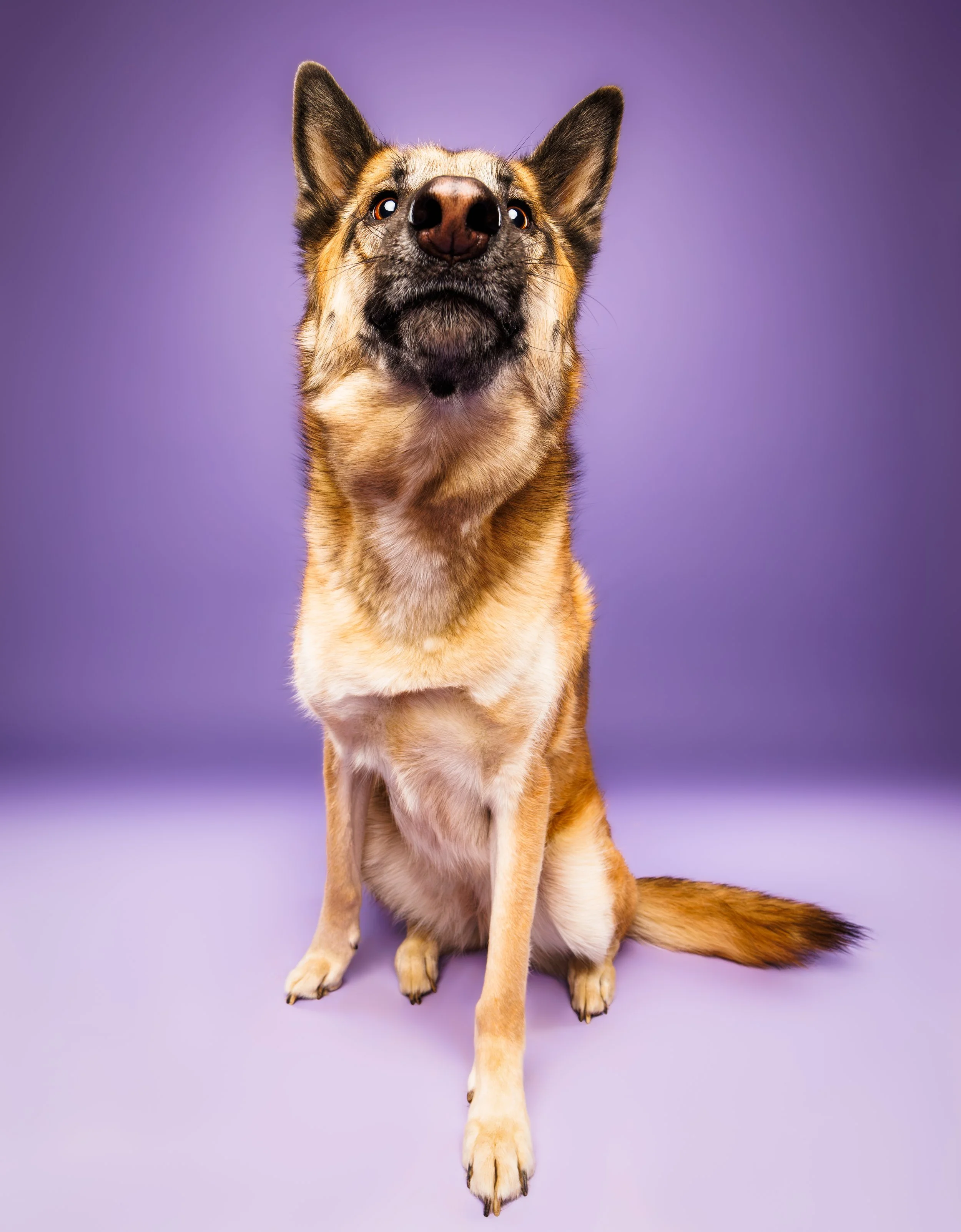 Female German Shepherd Poses for Floofy Studios Style Dog Photoshoot St. Louis