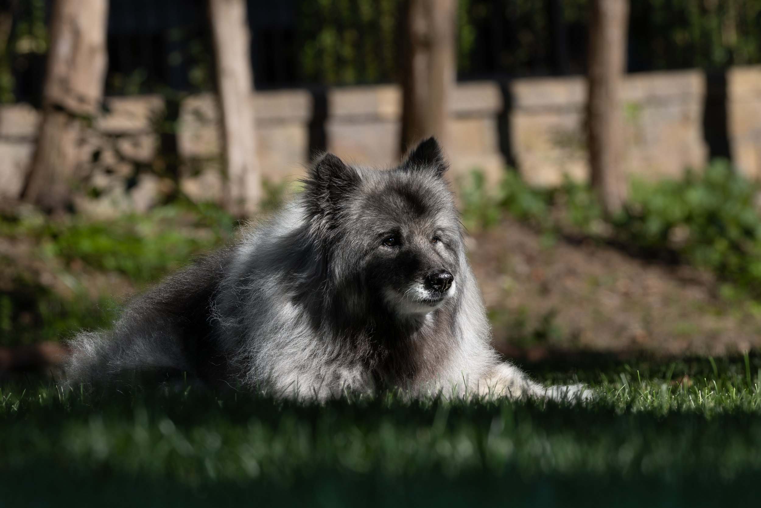 Backyard Keeshond Dog Portrait