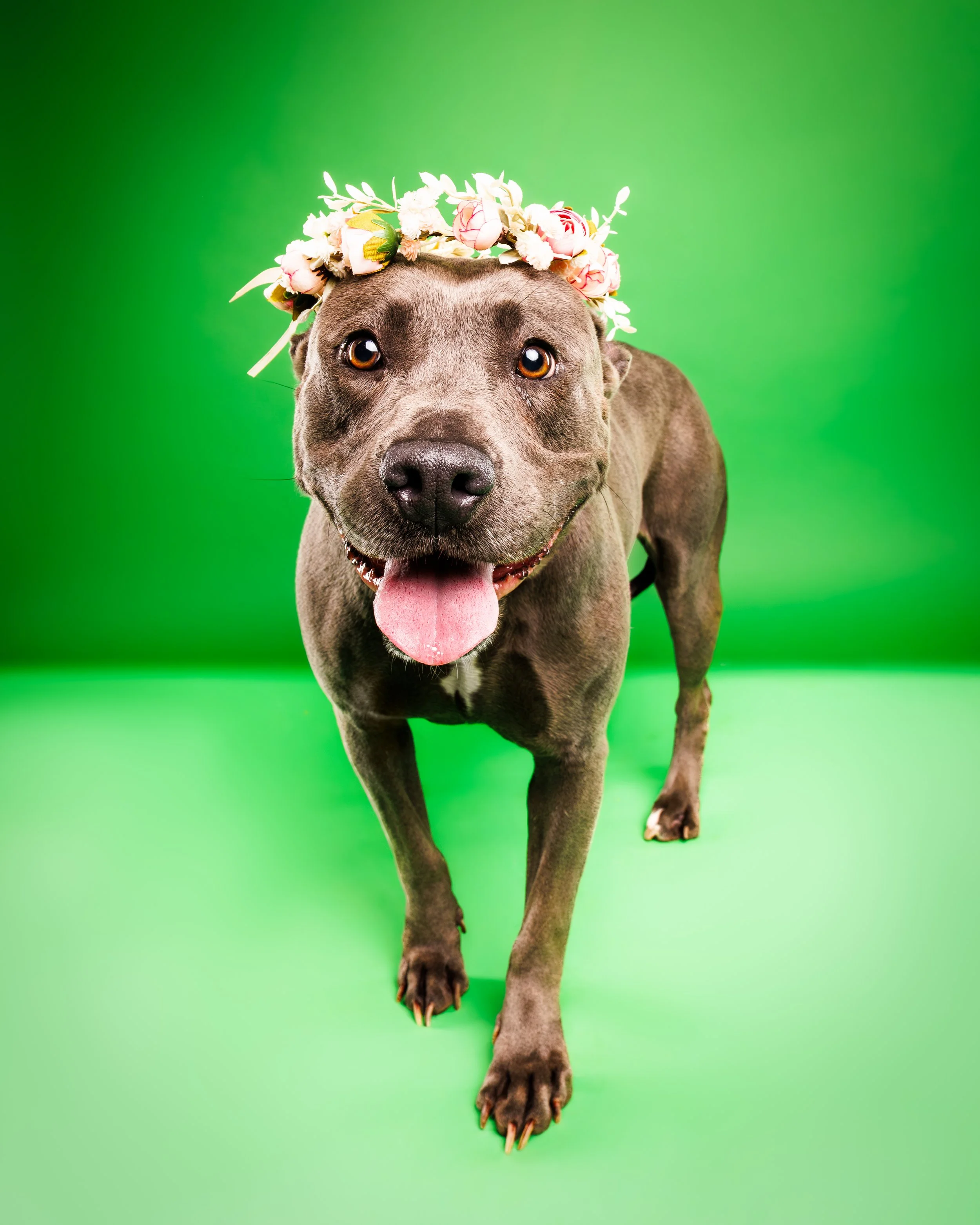 Shelter Dog Wears Flower Crown and Smiles