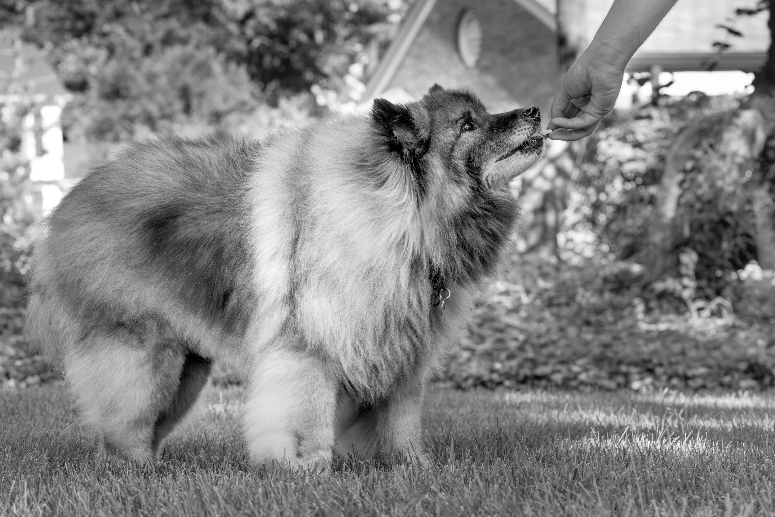 Backyard Keeshond Dog Portrait