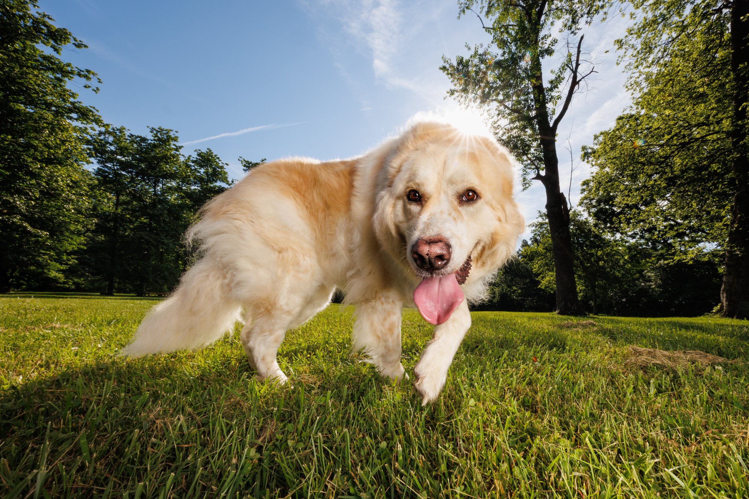 Great Pyrenees "Big Sky" Portrait