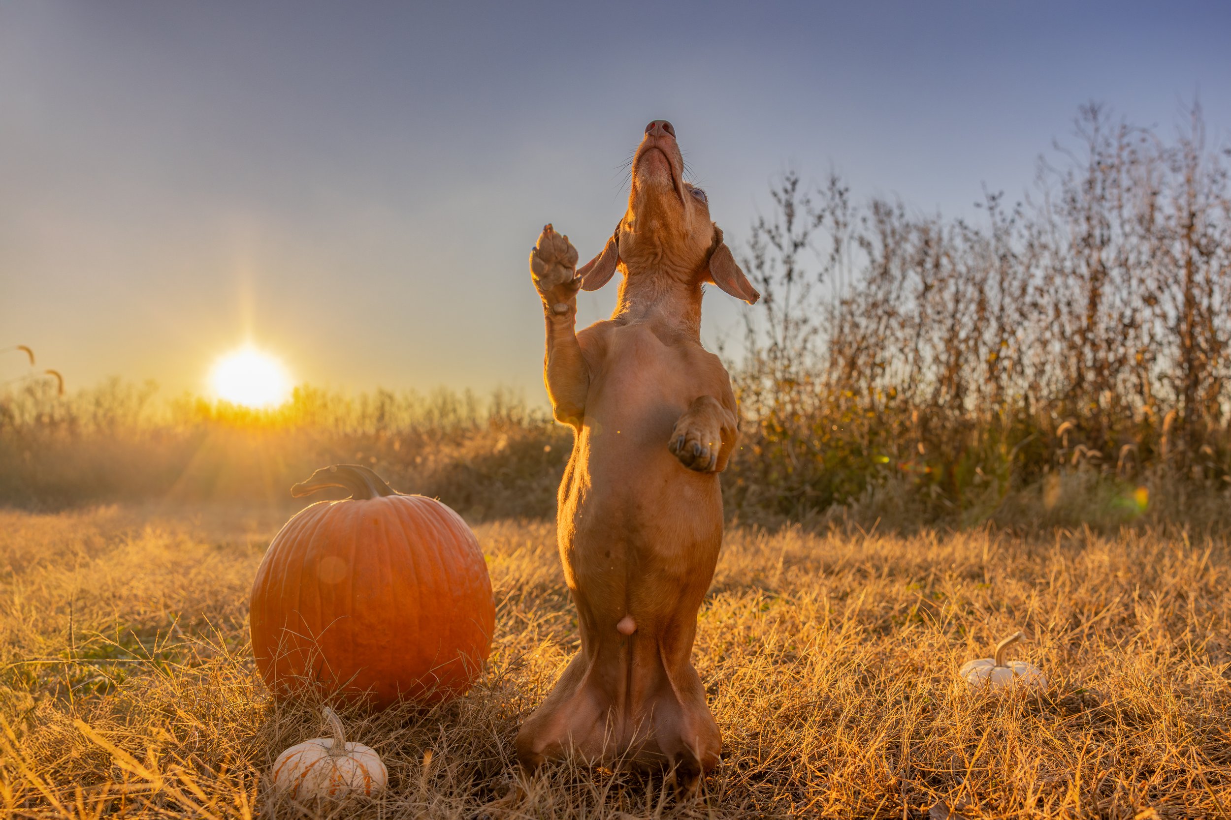 Wave "hello" to Fall!