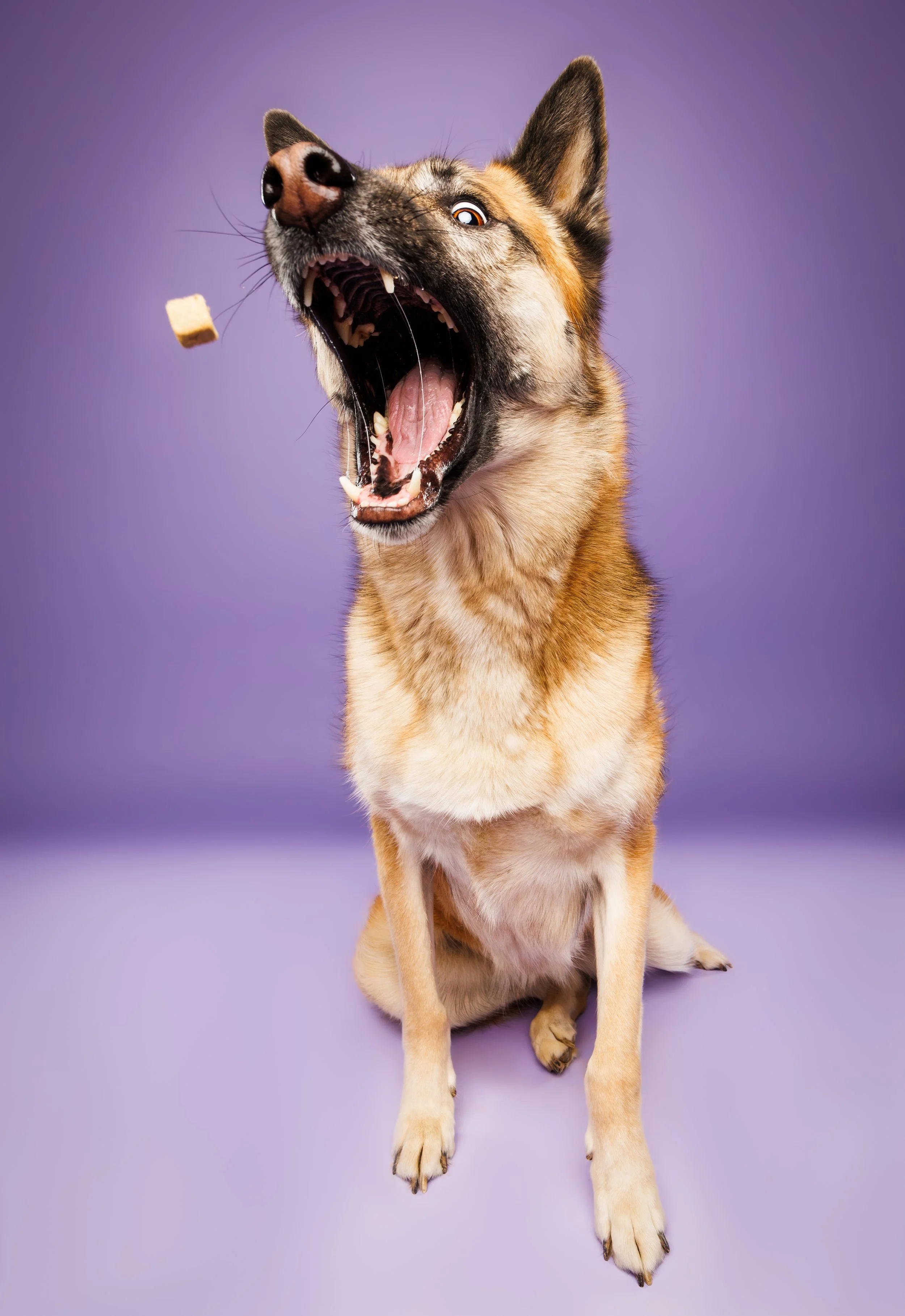 German Shepherd dog catches treat mid-air in professional studio photography photoshoot in Saint Louis