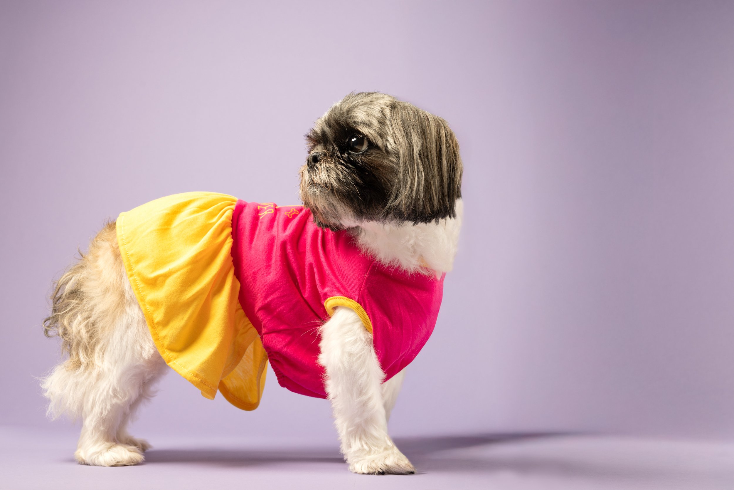 Glamorous Shih Tzu Portrait in Dress