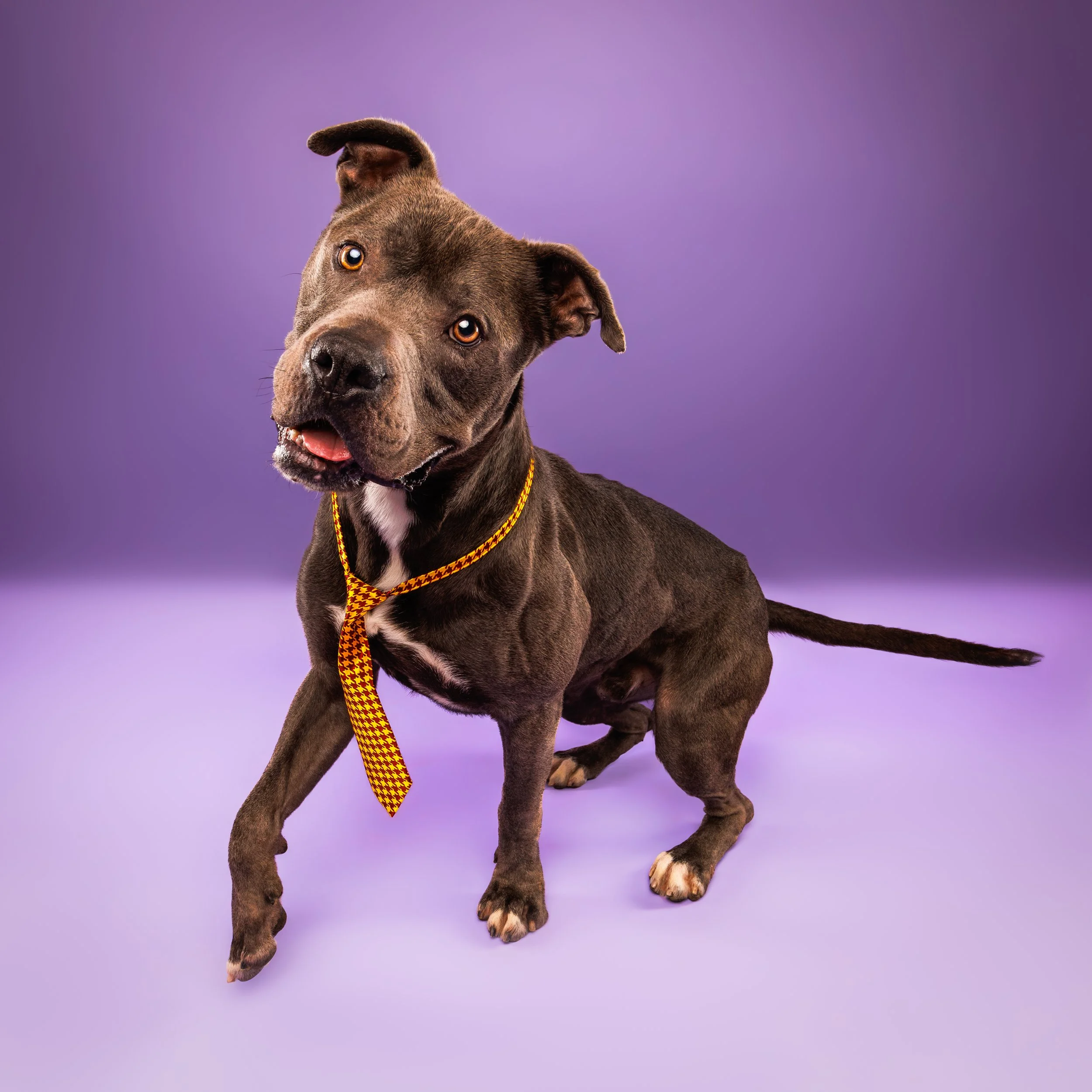 Purple Backdrop with Tie-Wearing Pup