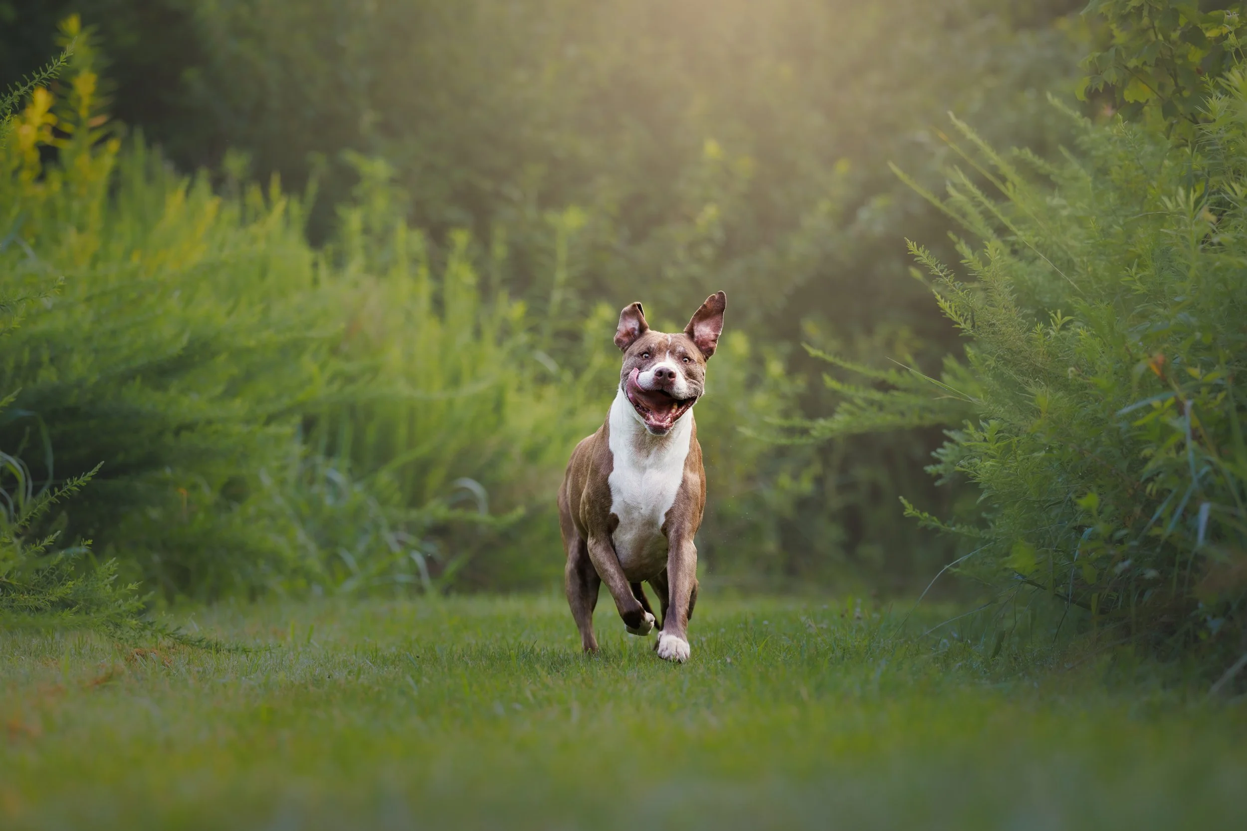 fine art dog action outdoors photo portrait st louis