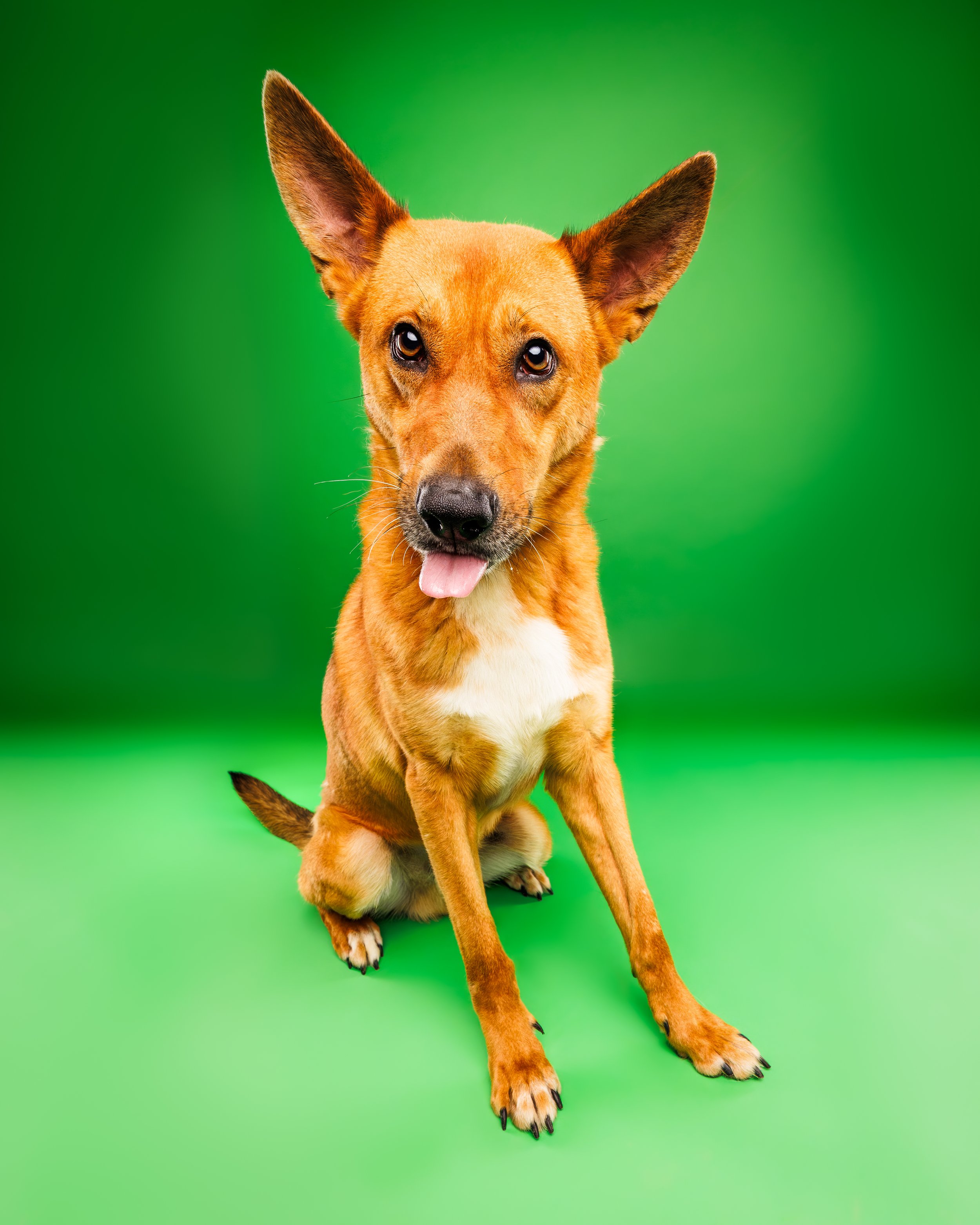 St. Louis professional pet photographer captures shelter dog photo with gorgeous dog