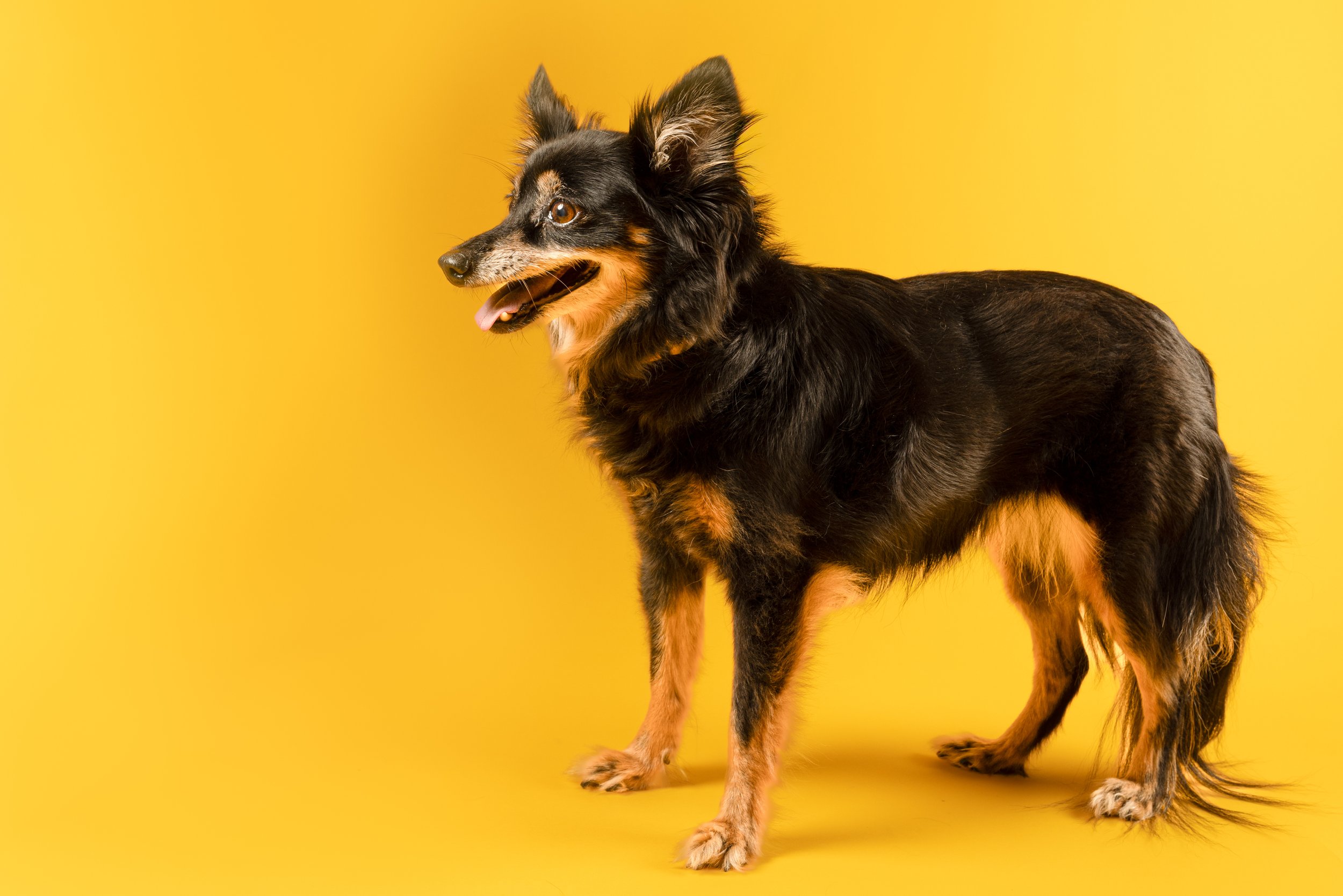 Small Dog with Big Heart Poses Perfectly