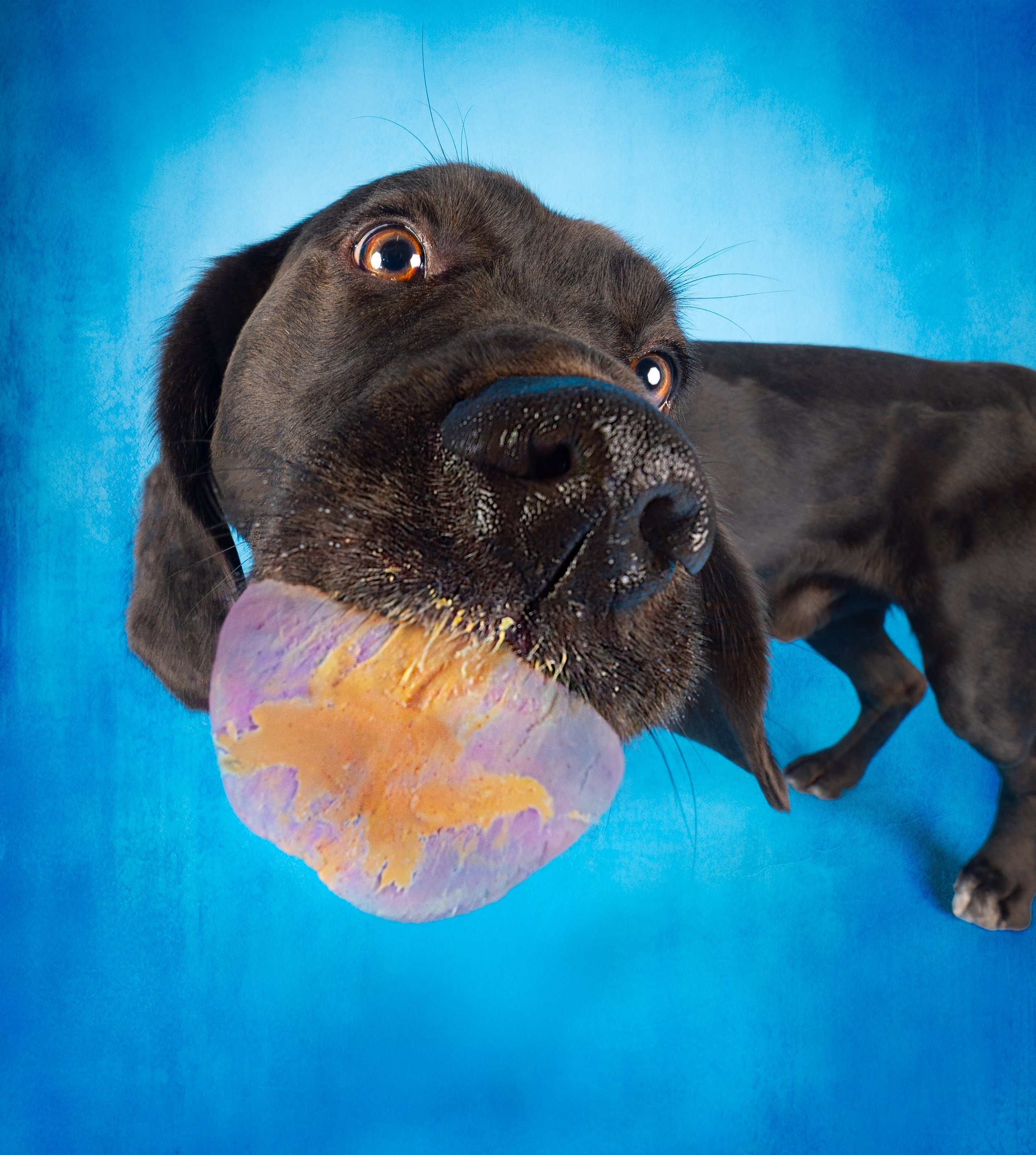 Adoptable Dog Loves Peanut Butter!