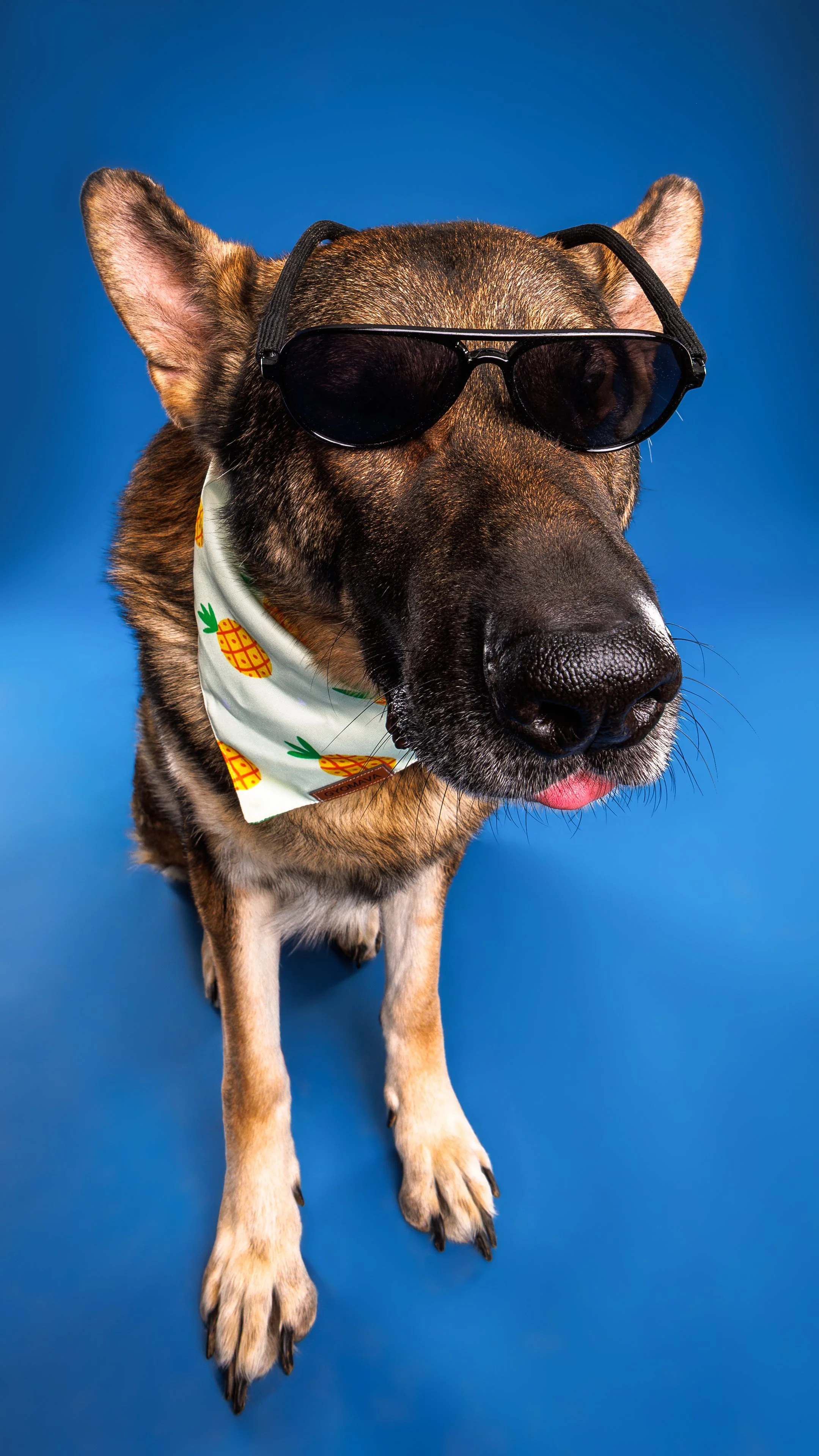 Dressed-Up German Shepherd is Too Cool