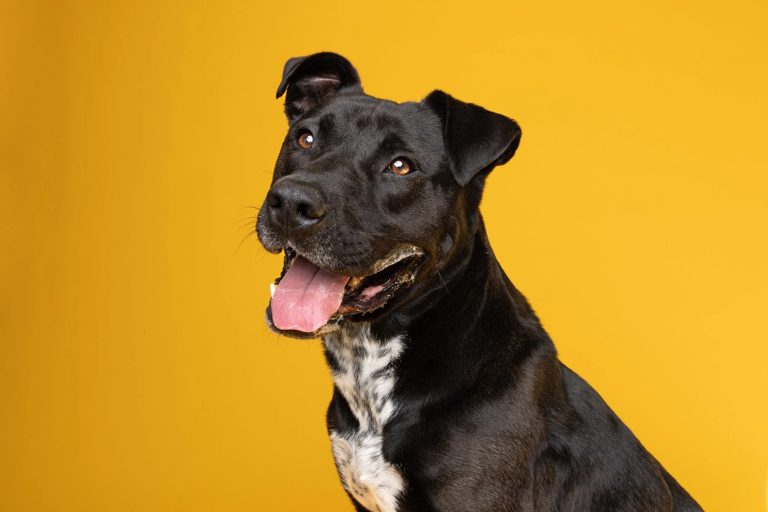 Animal Shelter Resident Receives Professional Photos
