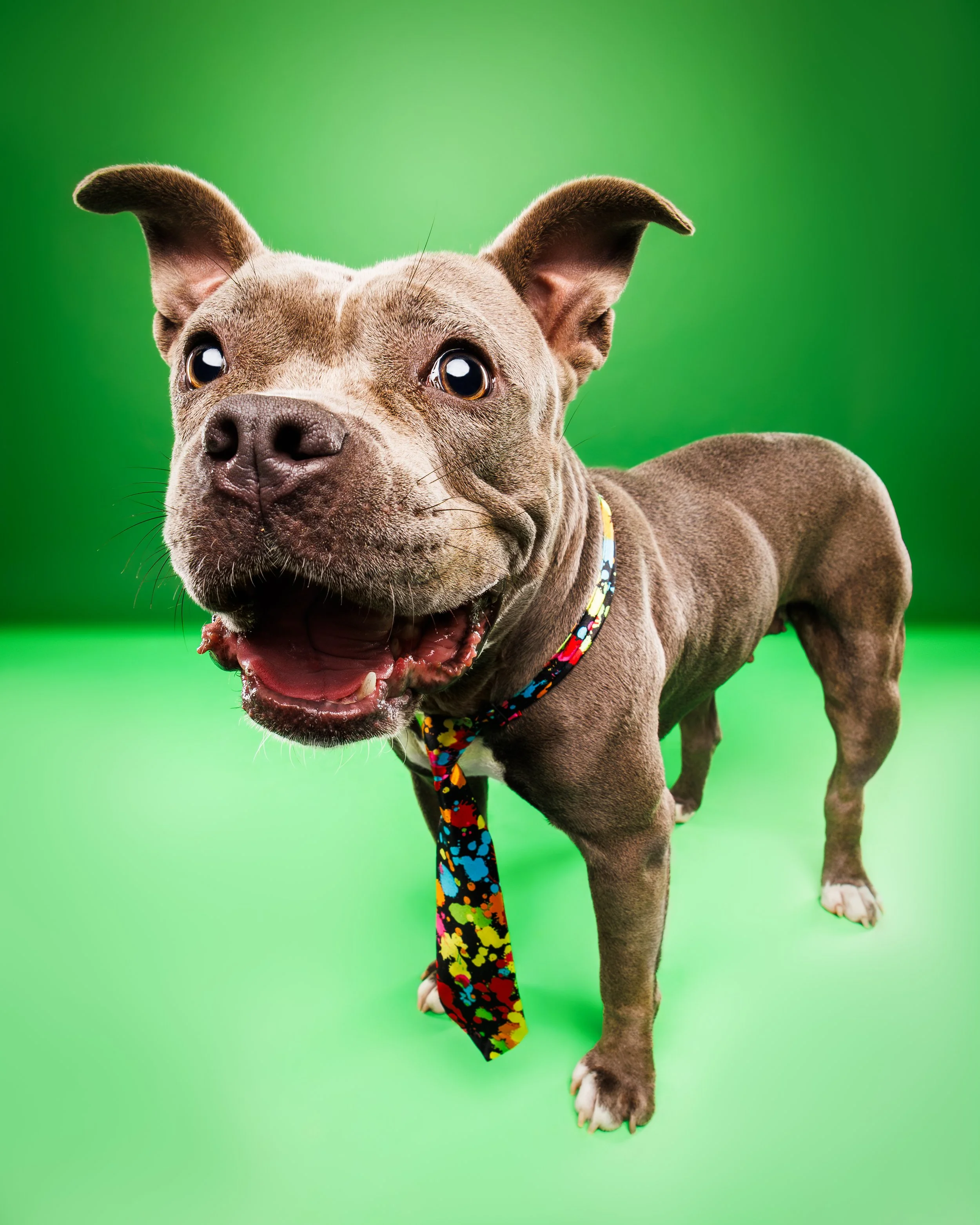 Smiling Pup Wears Tie with Green Backdrop