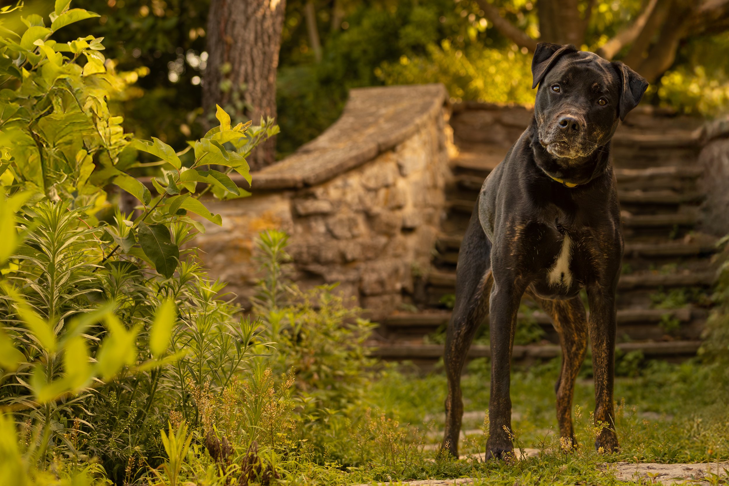 Intense Dog in St. Louis Park