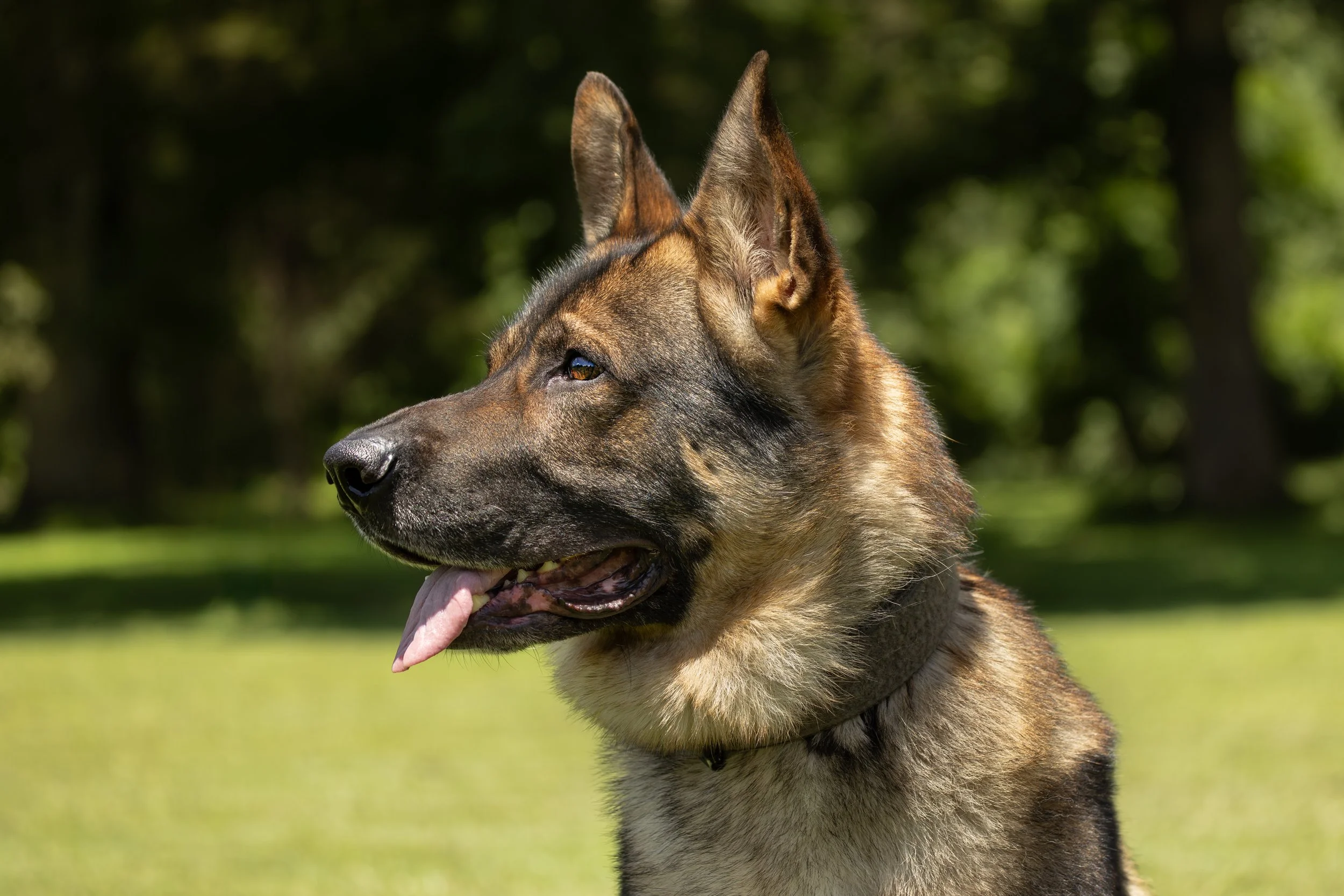 German Shepherd in Full Sunlight