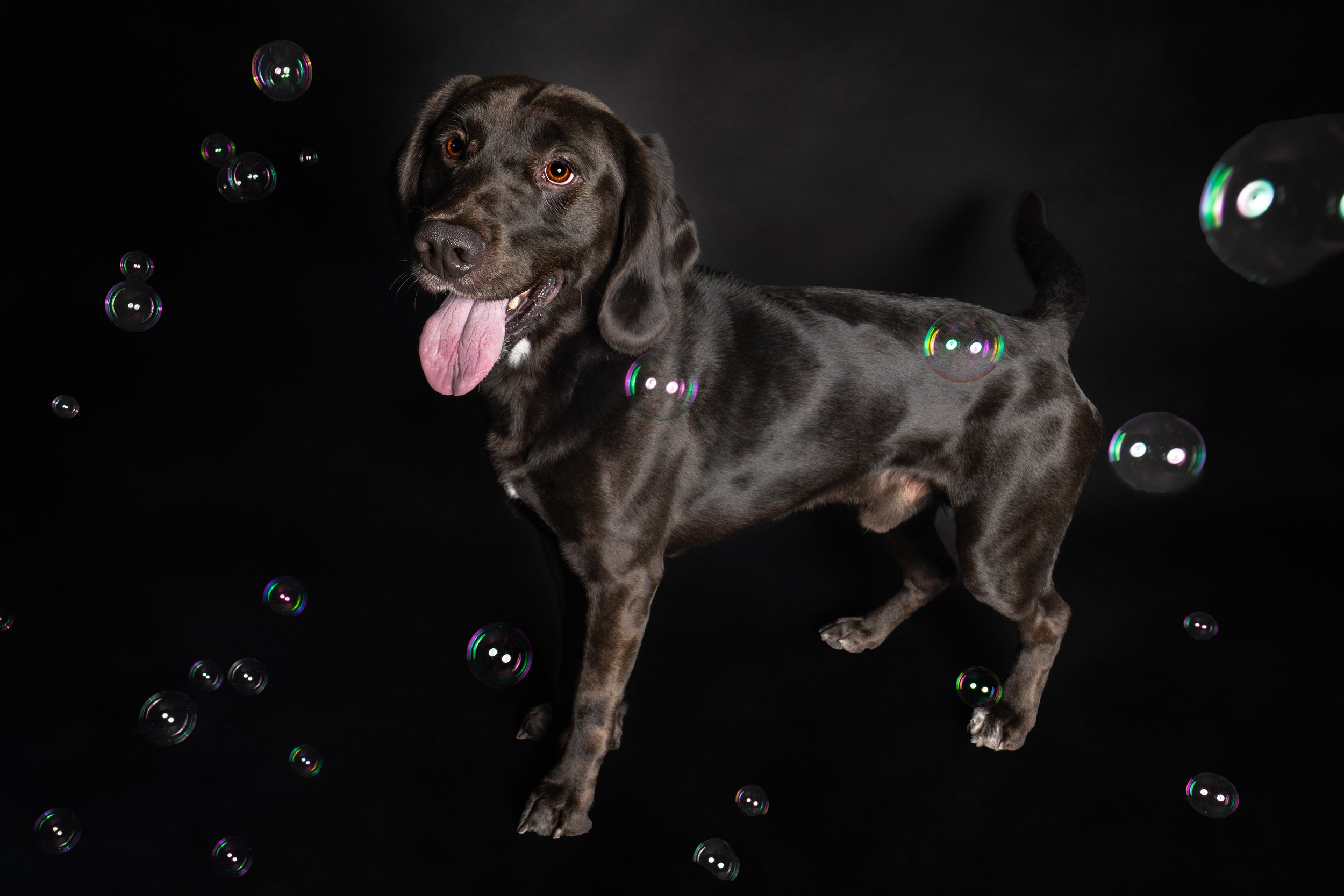 A Good Boy and His Bubbles!