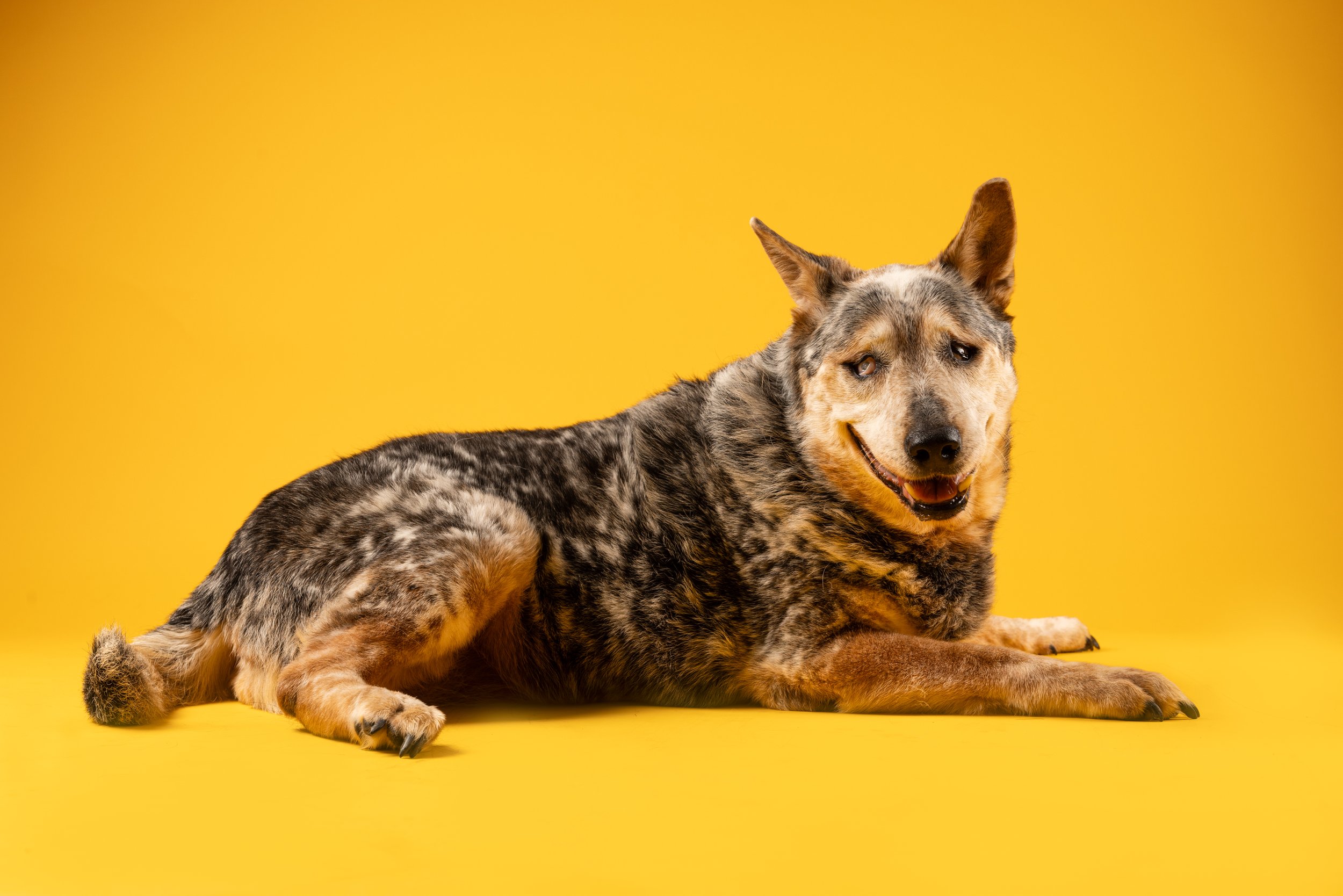 Beauty of A Blind, Three-Legged Dog