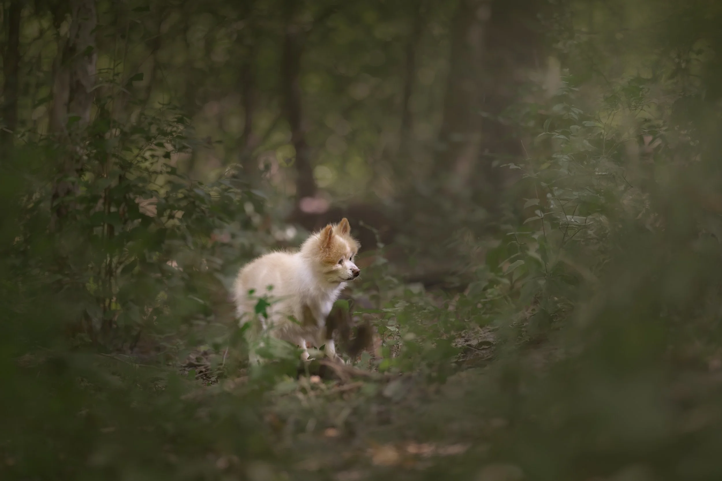 Little Woods Wanderer