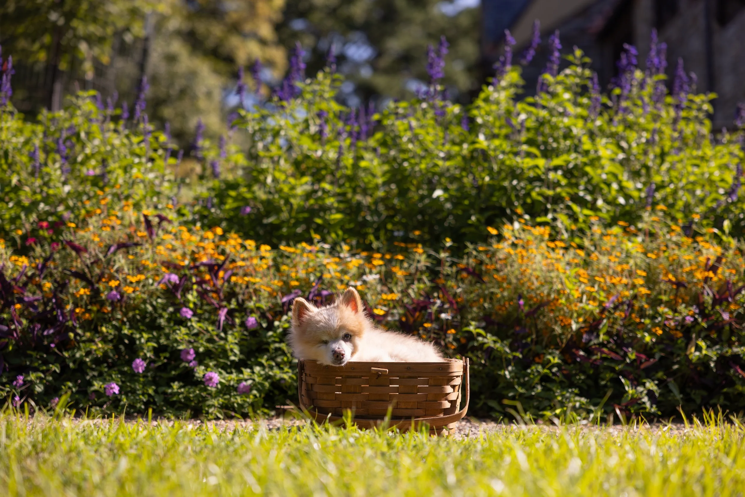 Comfy Pomeranian in Basket Amongst Flowers