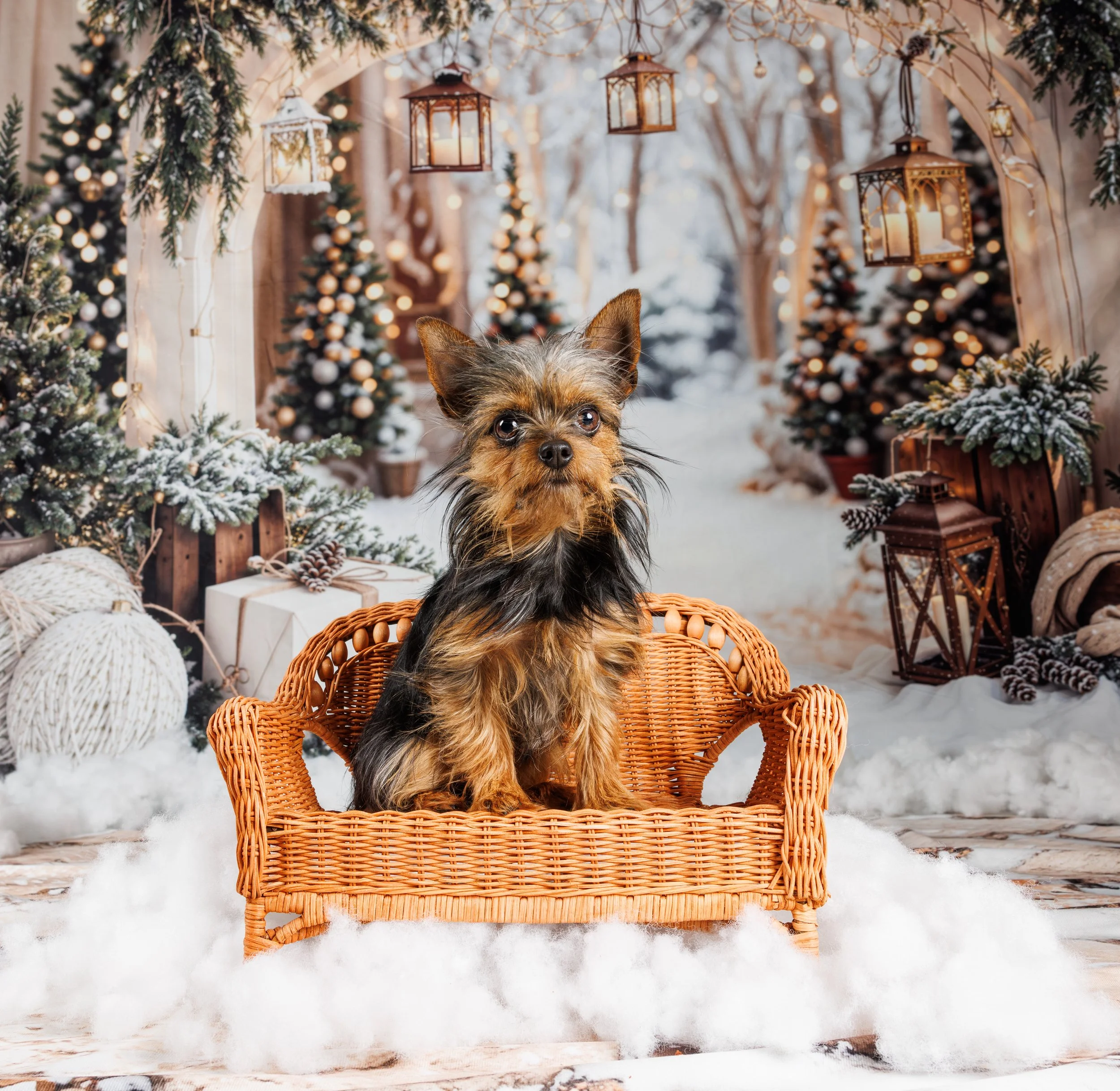 Themed Christmas Photo with Printed Backdrop and Props