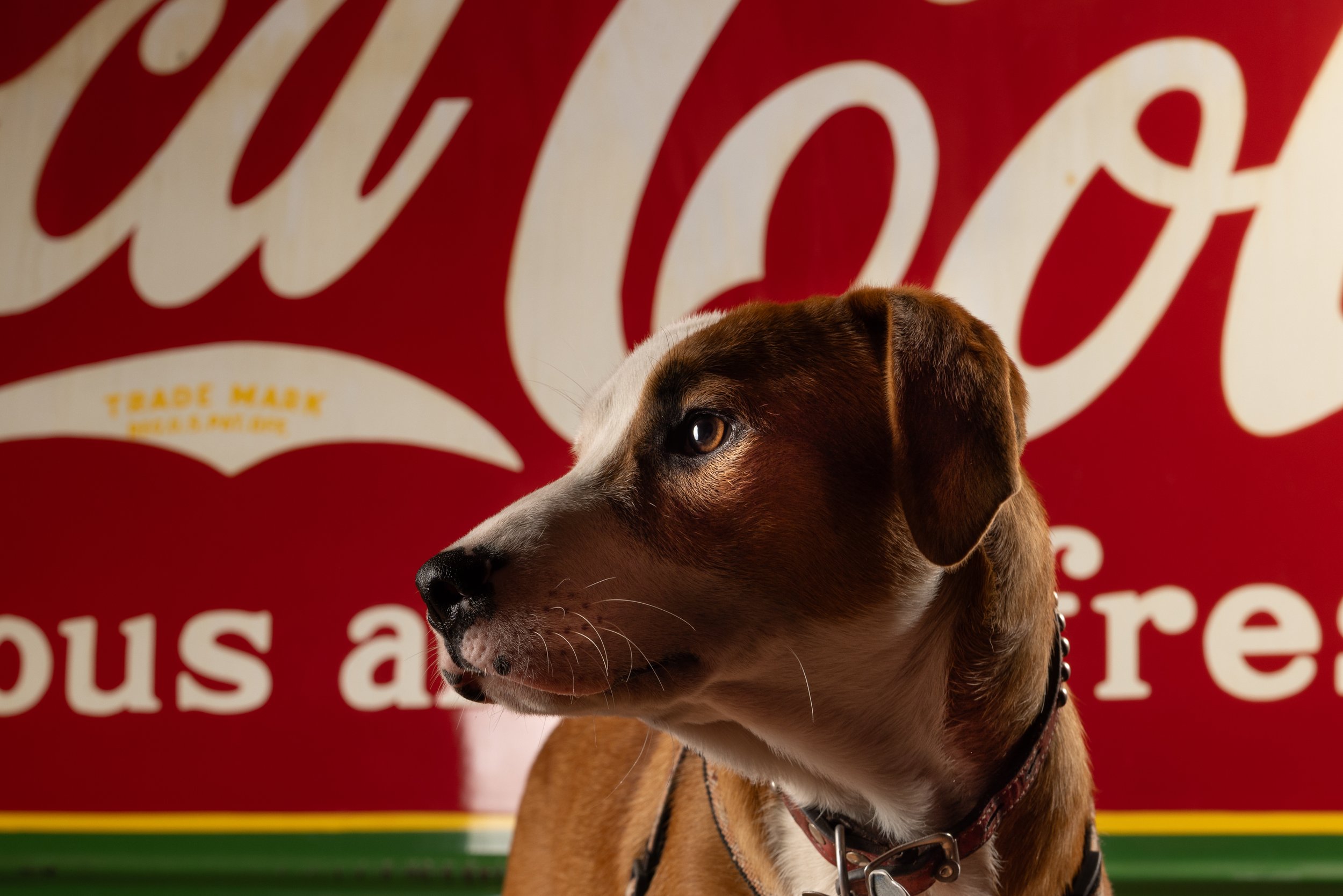 Foster Dog Poses with Vintage Sign as Backdrop