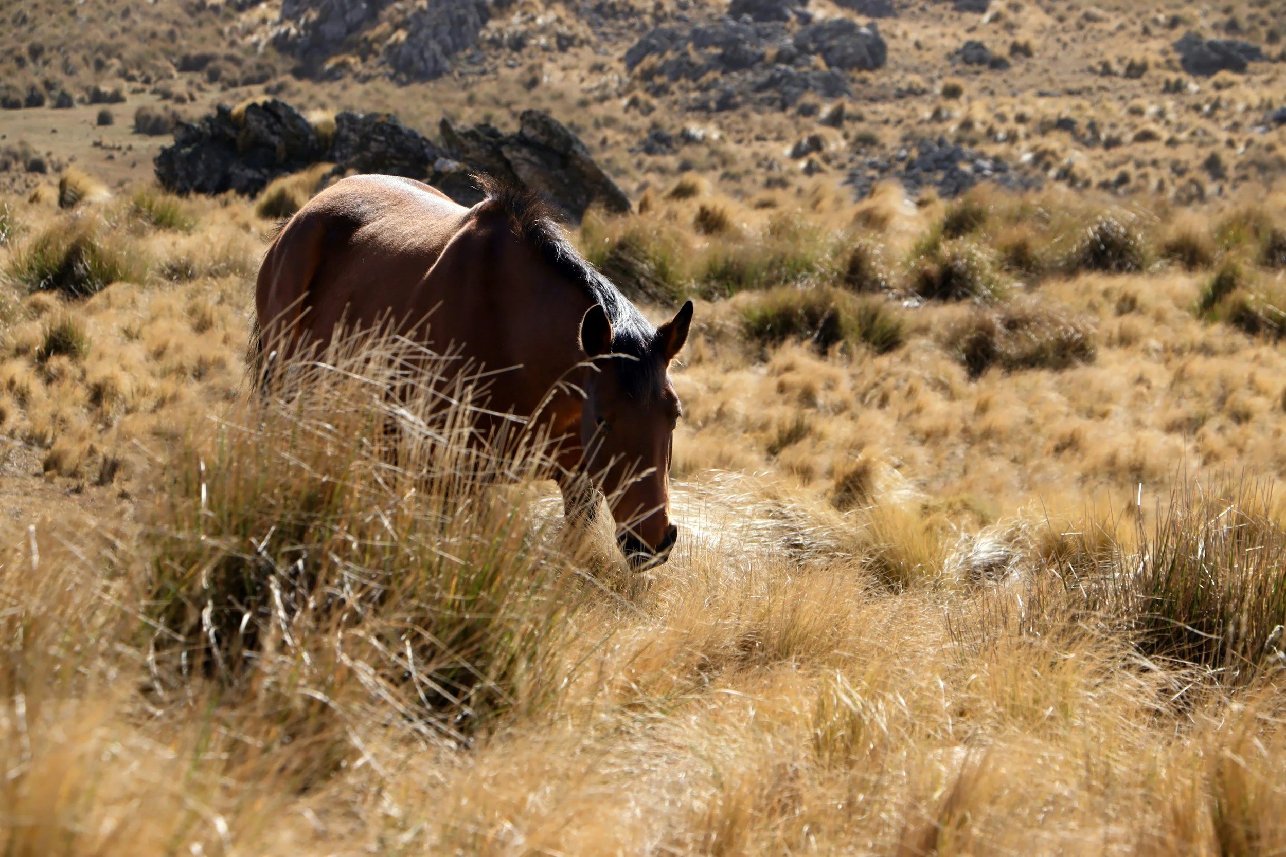 What Is Quality Forage?