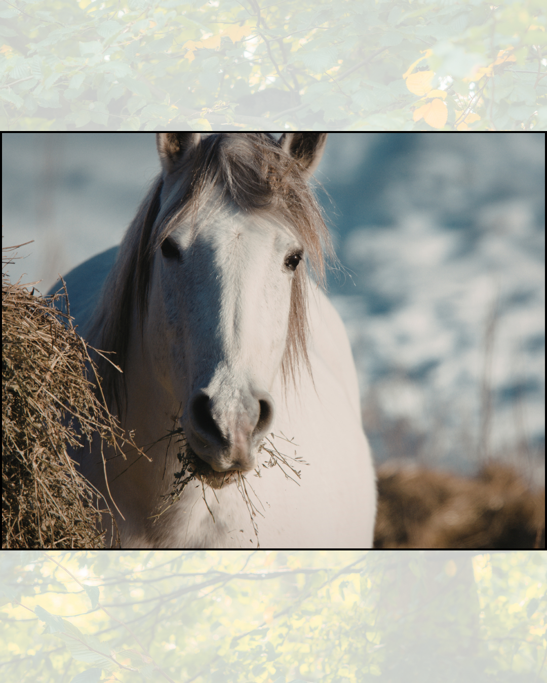 How Do I Know What Mineral Balancer Is Right for My Horse?