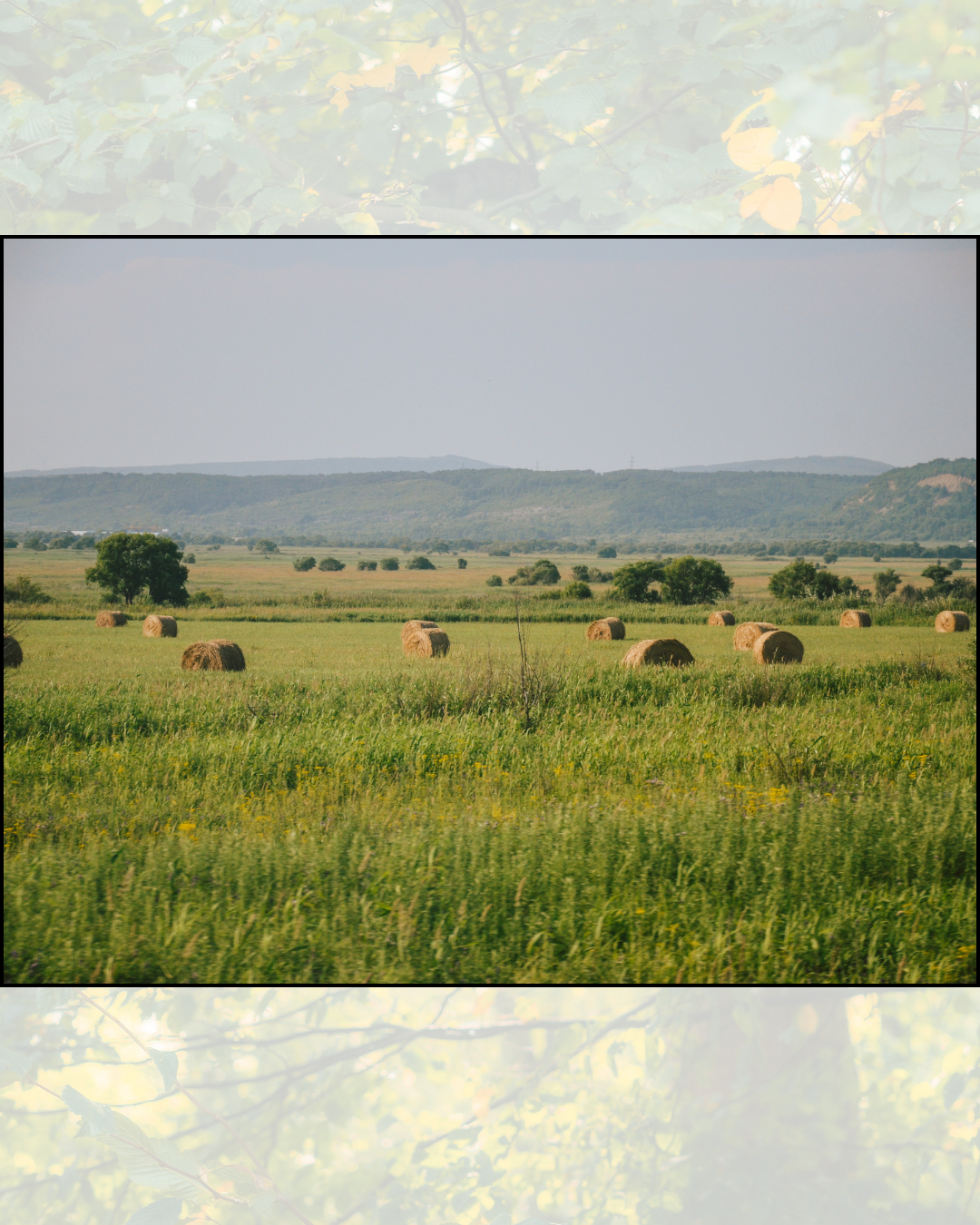 Do I Really Need a Hay Analysis?