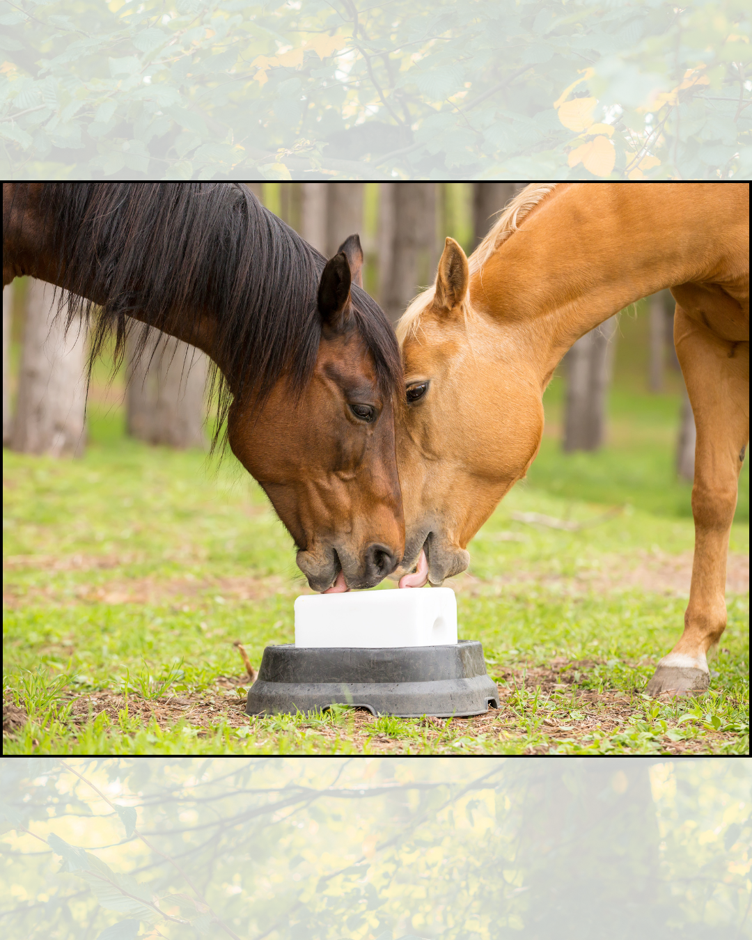Does My Horse Need Salt?