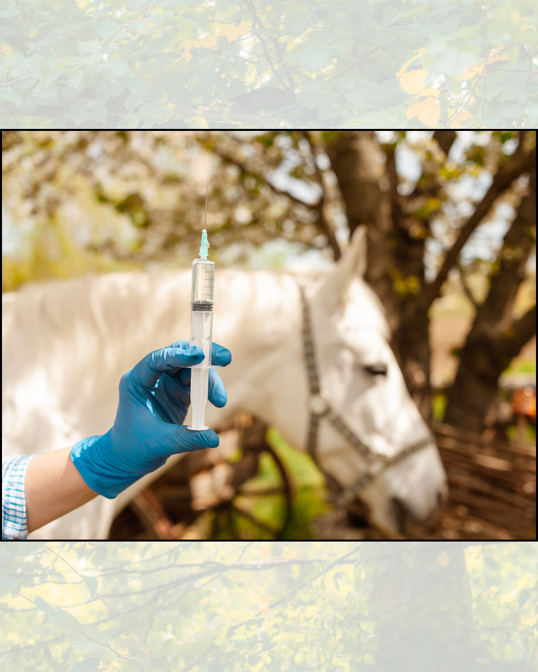 When Should I Vaccinate My Horse?