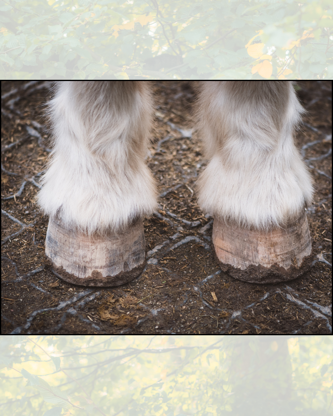 How often should my horse’s hooves be trimmed?