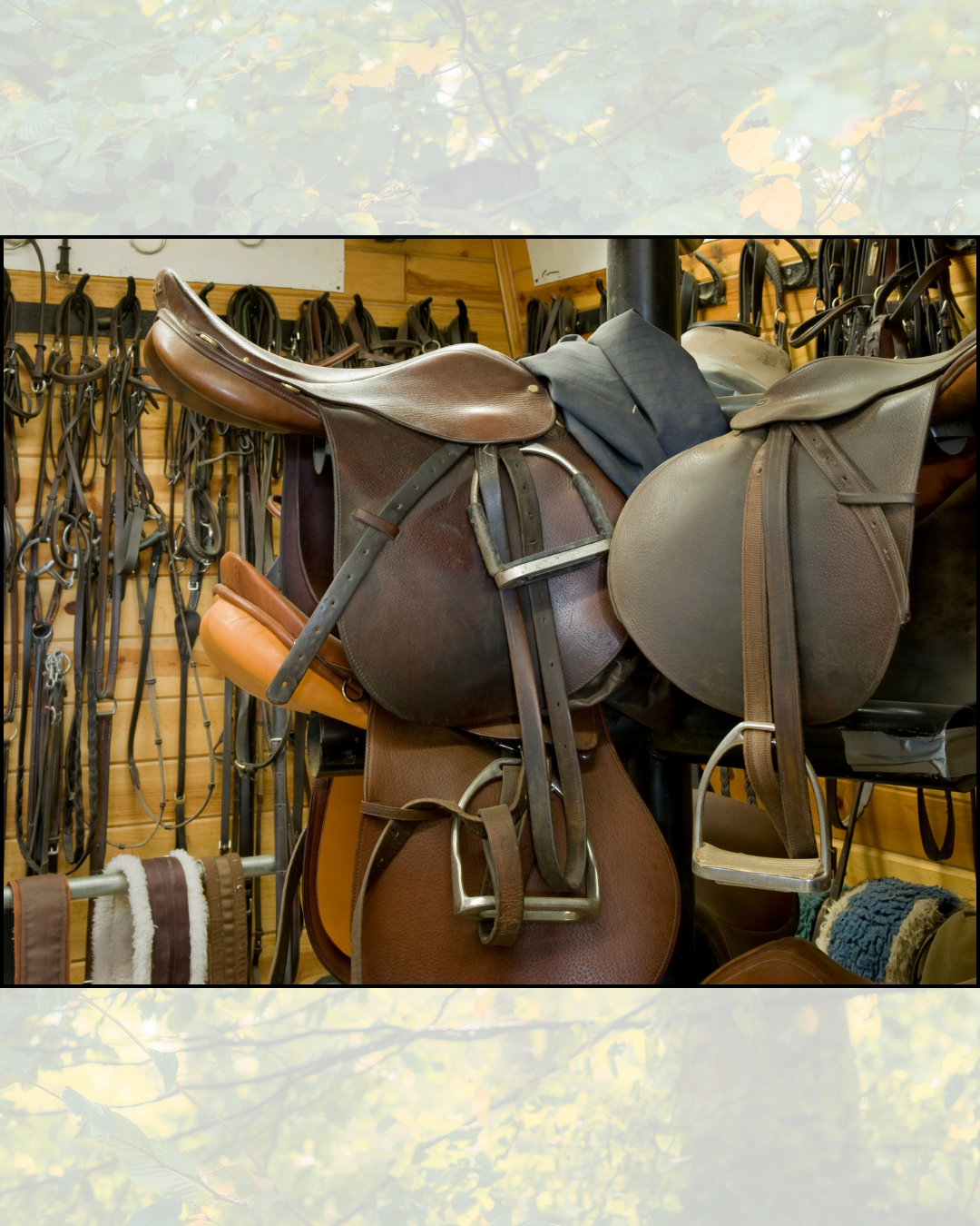Does bit and bridle fit matter as much as saddle fit?