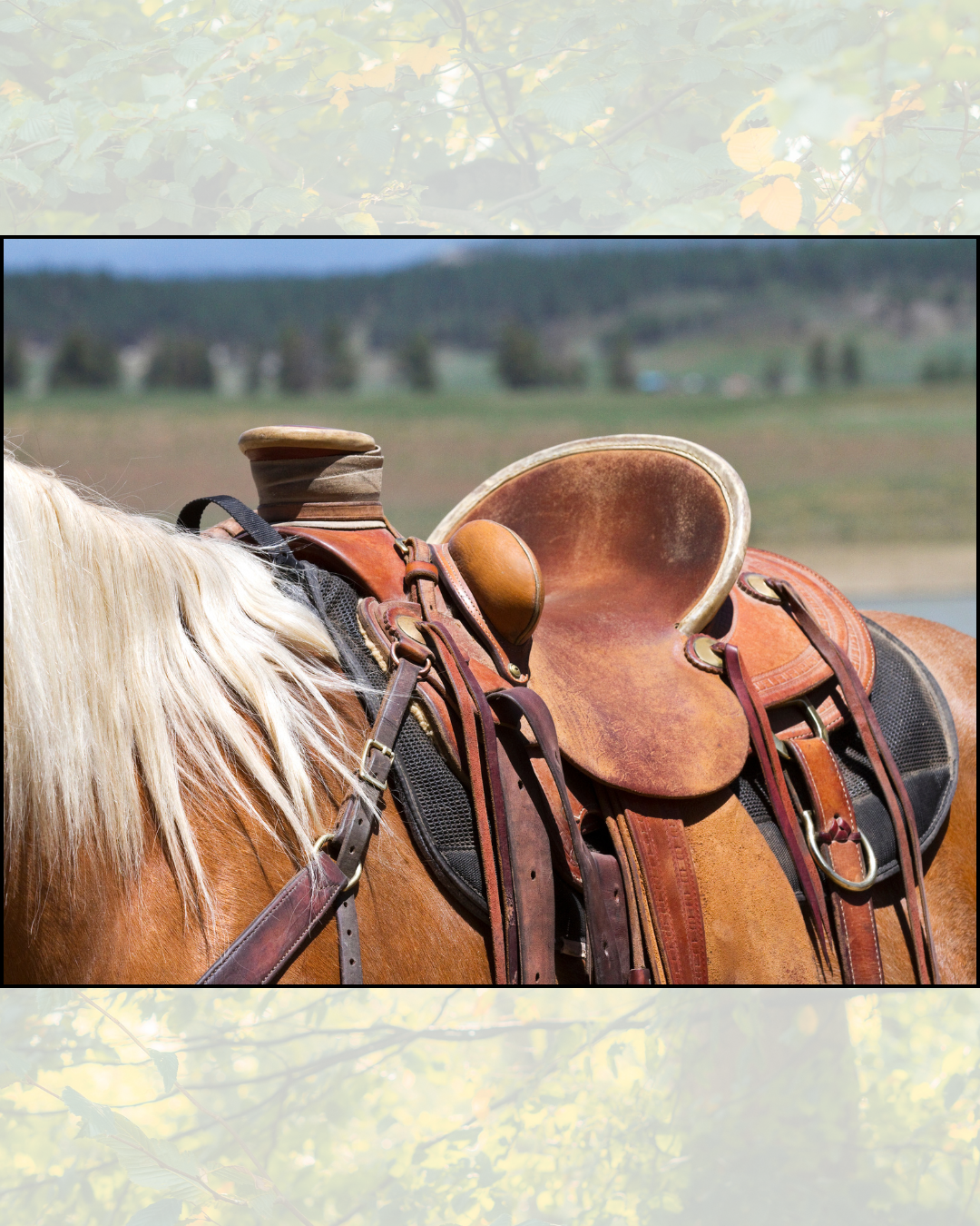 How often should saddle fit be checked?