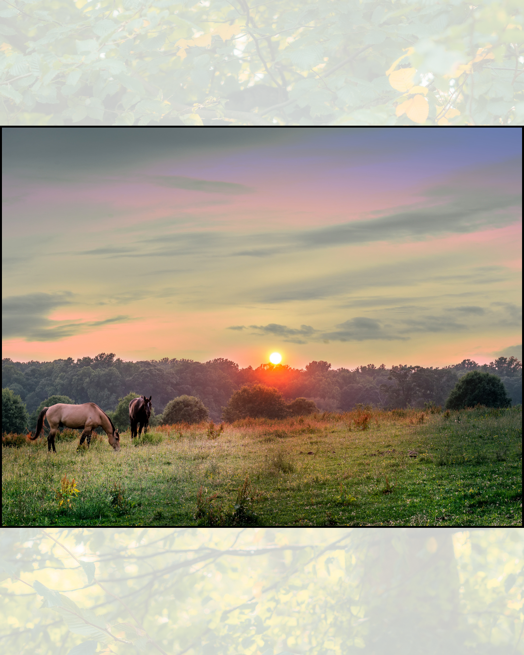 How much turnout does my horse need?