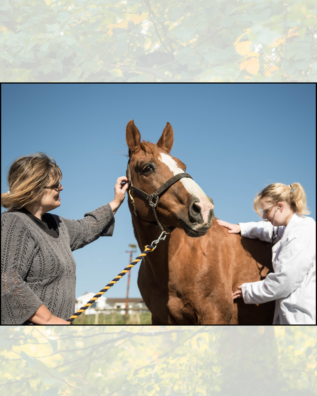 Does my horse need specific training for vet and farrier handling?