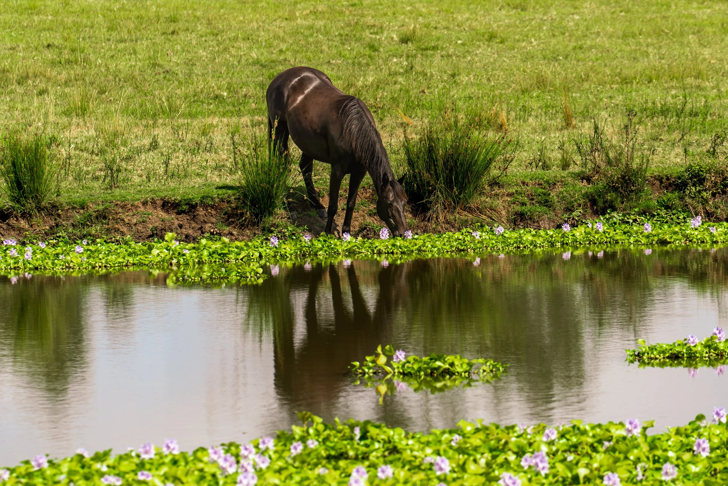 What We Mean by Holistic Horse Care - Part 2